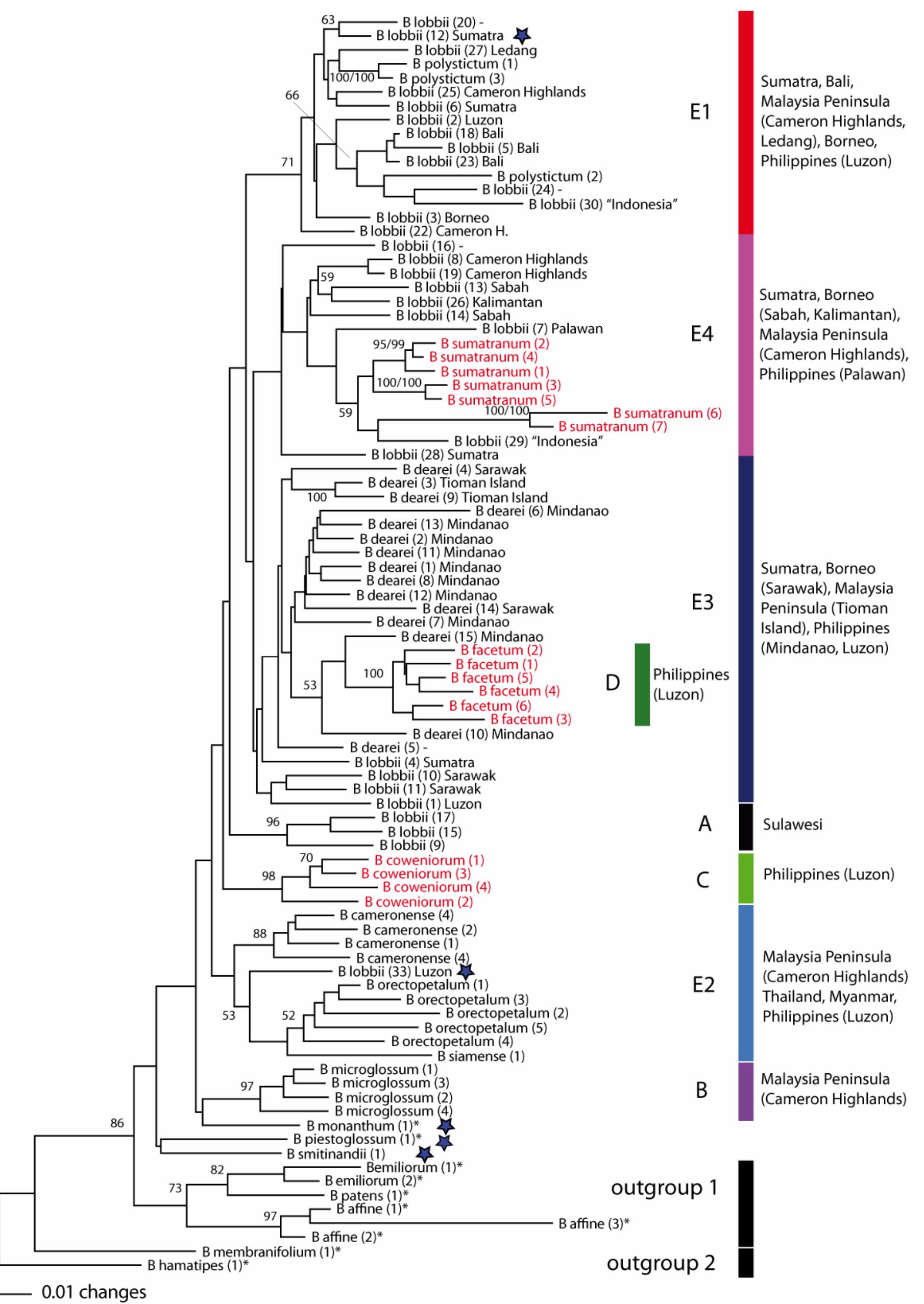 (PDF) Molecular biogeography of the Bulbophyllum lobbii Lindl. complex ...
