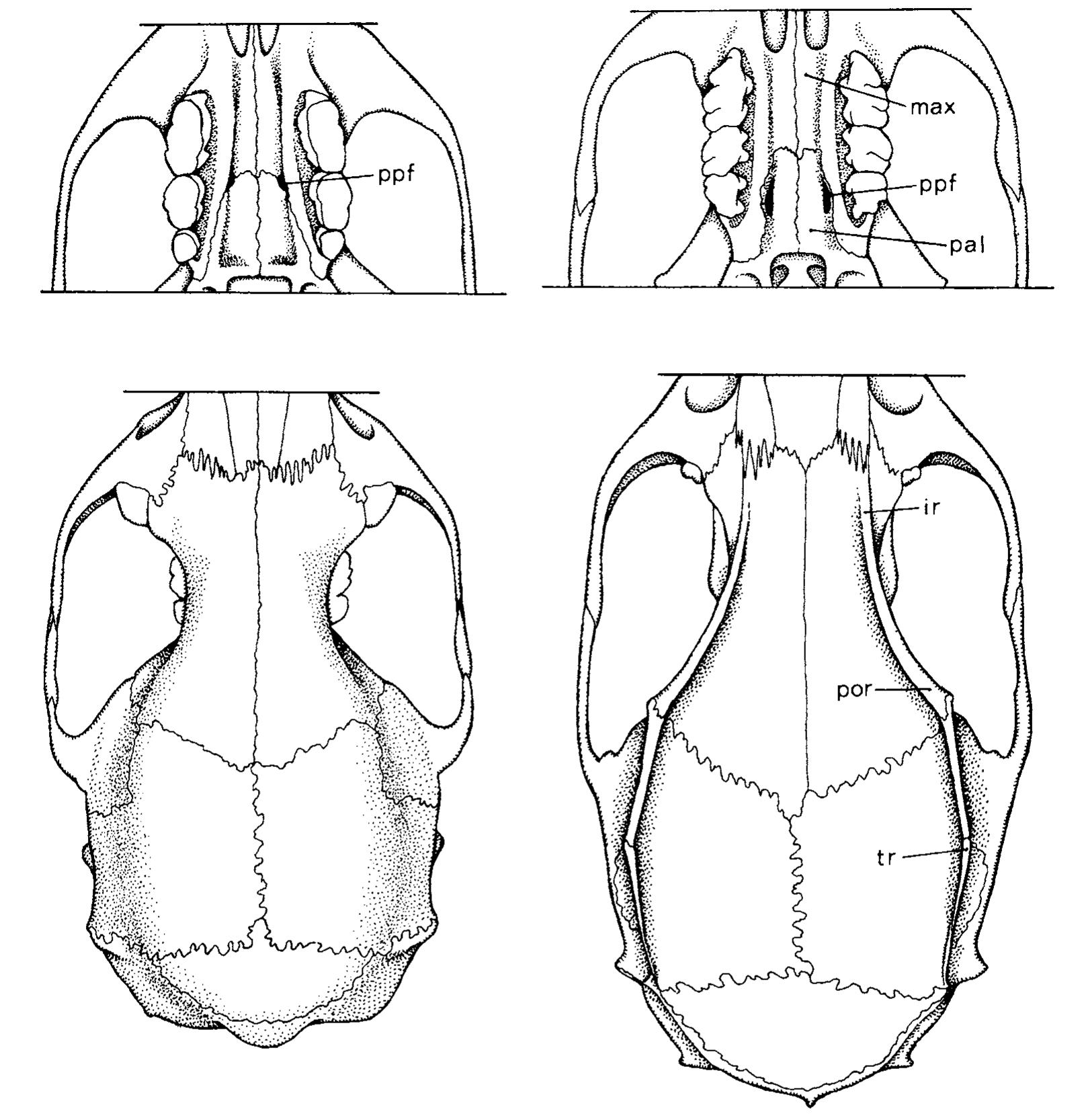 Figure 64 - from PHILIPPINE RODENTS: DEFINITIONS OF TARSOMYS