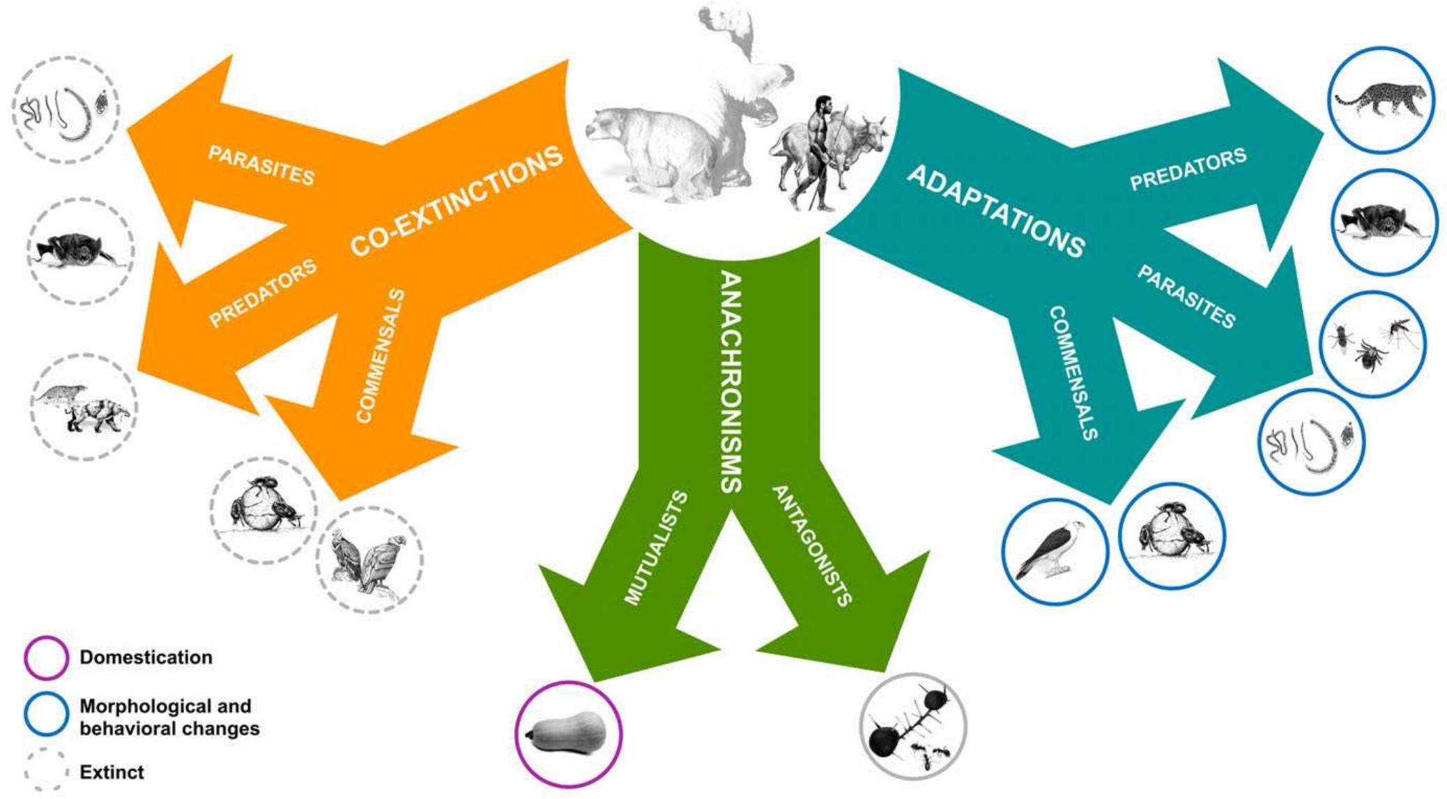 Examples of effects of megafauna extinction on ecological