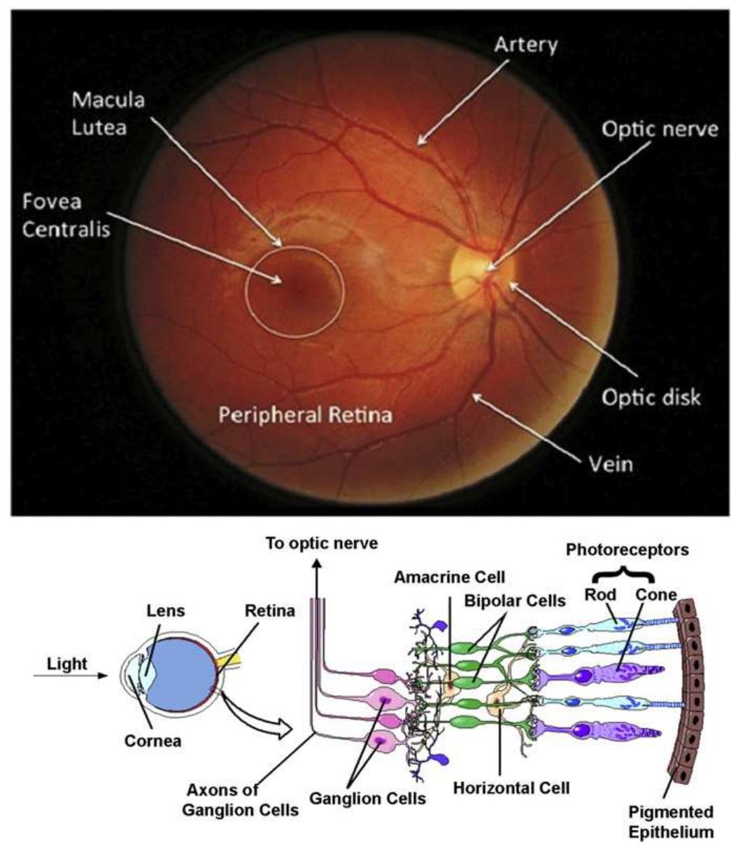 Anatomy of the retina and optic nerve; reprinted with