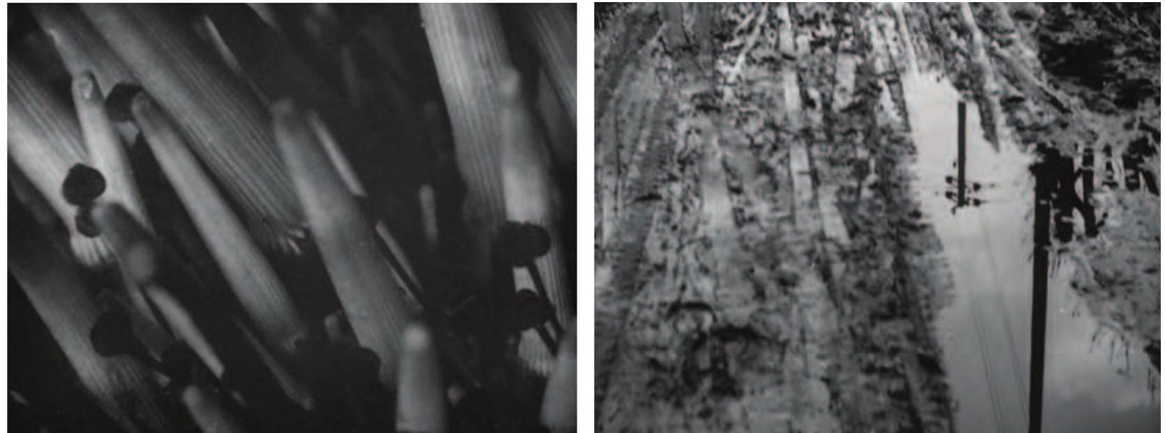 Figure 1: Frame capture from Sea Urchins (Jean Painlevé and Genevieve Hamon, France, 1929)  Figure 2: Frame capture from Autumn Mists (Dimitri Kirsanov, France, 1928). 