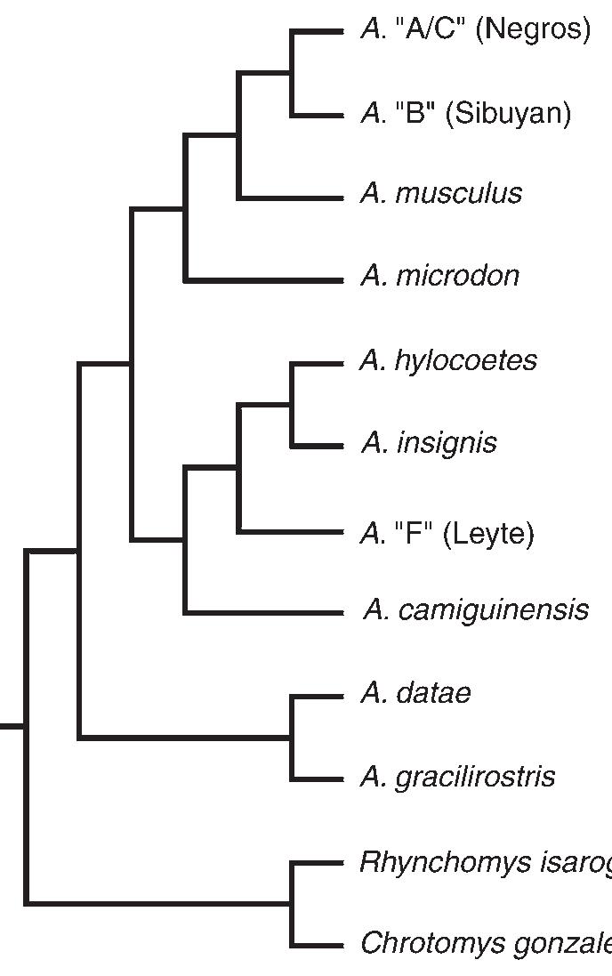 Fic. 1. Hypothesis of phylogenetic relationships within the genus Apomys based on parsimony analysis of cytochrome-b molecular data (based on Steppan et al., 2003). 