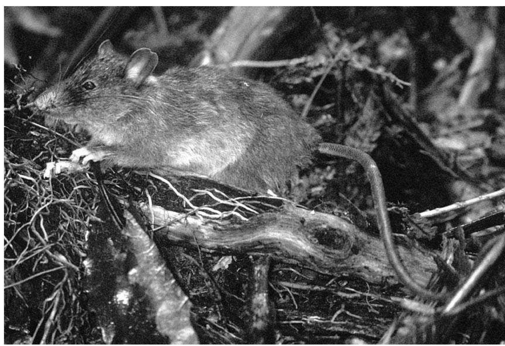 Fic. 2. Photograph of an adult Apomys camiguinensis, taken on Mt. Timpoong, Camiguin Island, ir March 1995. 