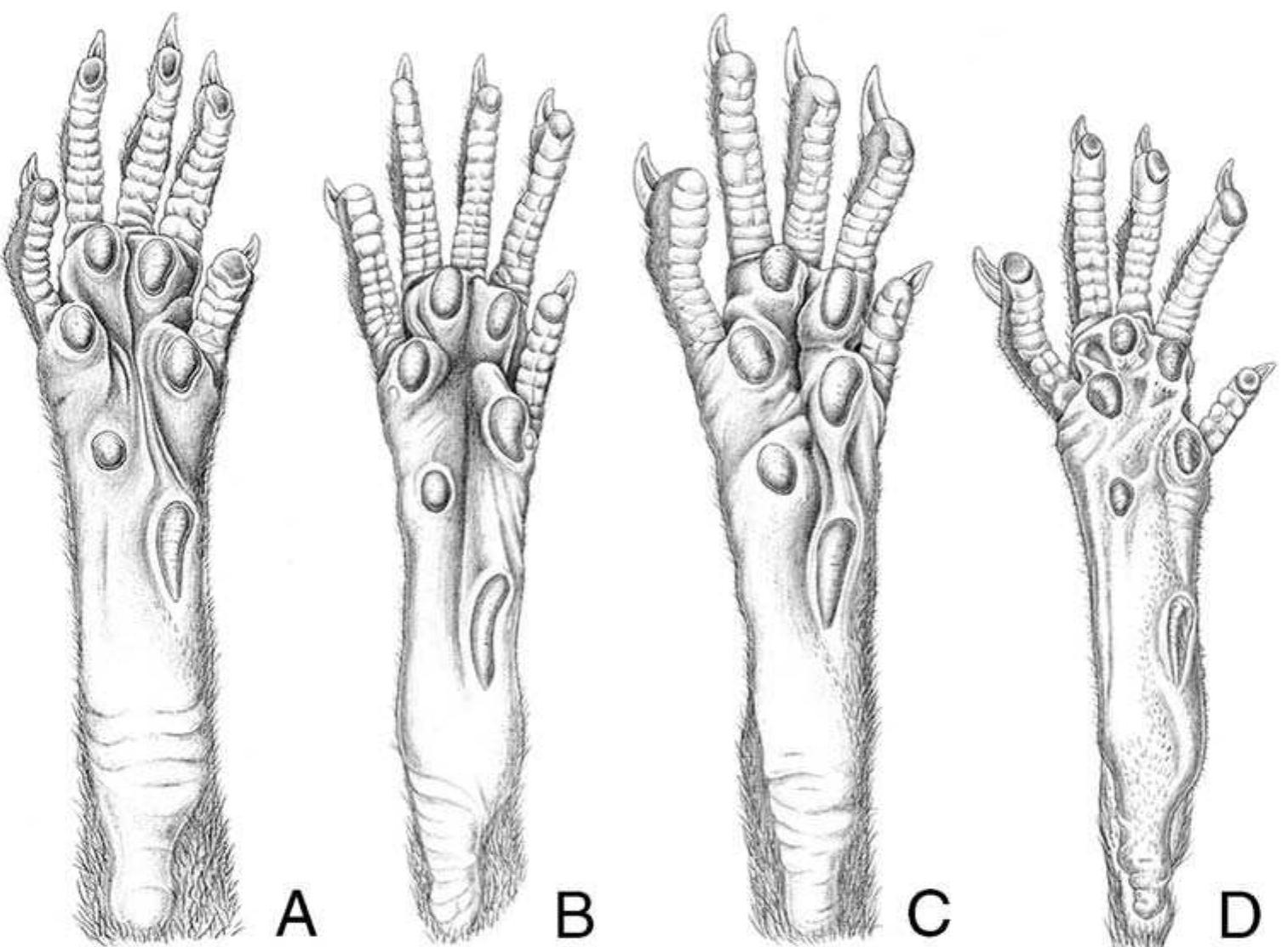 Fic. 3. Ventral surface of the right hind feet of (A) Apomys camiguinensis, (B) A. hylocoetes, (C) A. insignis. and (D) the undescribed Apomys from Leyte, all to roughly the same scale. Those of A. hylocoetes and A. insignis are redrawn from Musser (1982). 