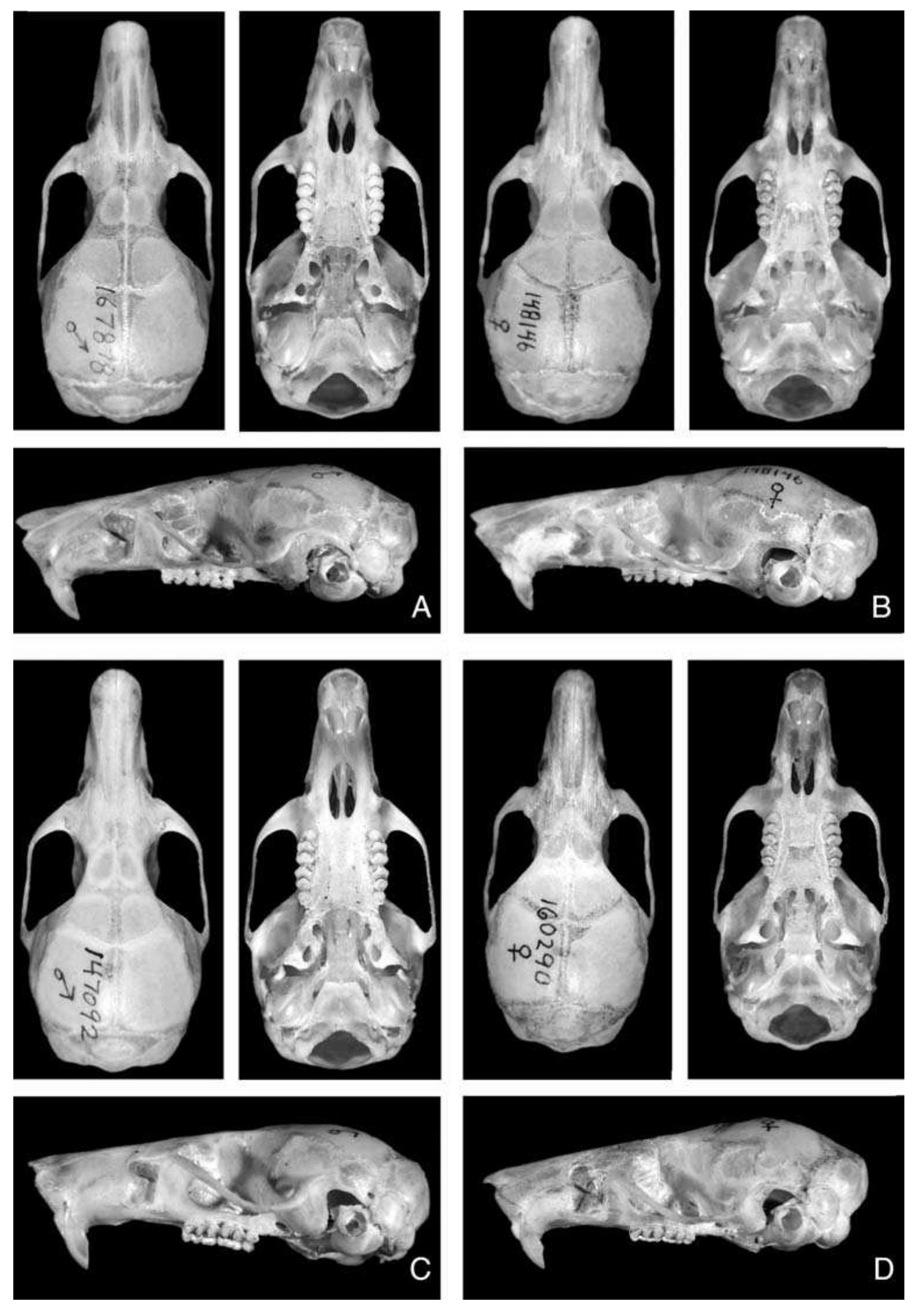 Fic. 4. Photographs of dorsal, ventral, and lateral views of the crania of Apomys camiguinensis (A; FMNH 167878, holotype), 4. hylocoetes (B; FMNH 148146), A. insignis (C; FMNH 147092), and the undescribed Apomys from Leyte (D; ummz 160290), all to the same scale. 