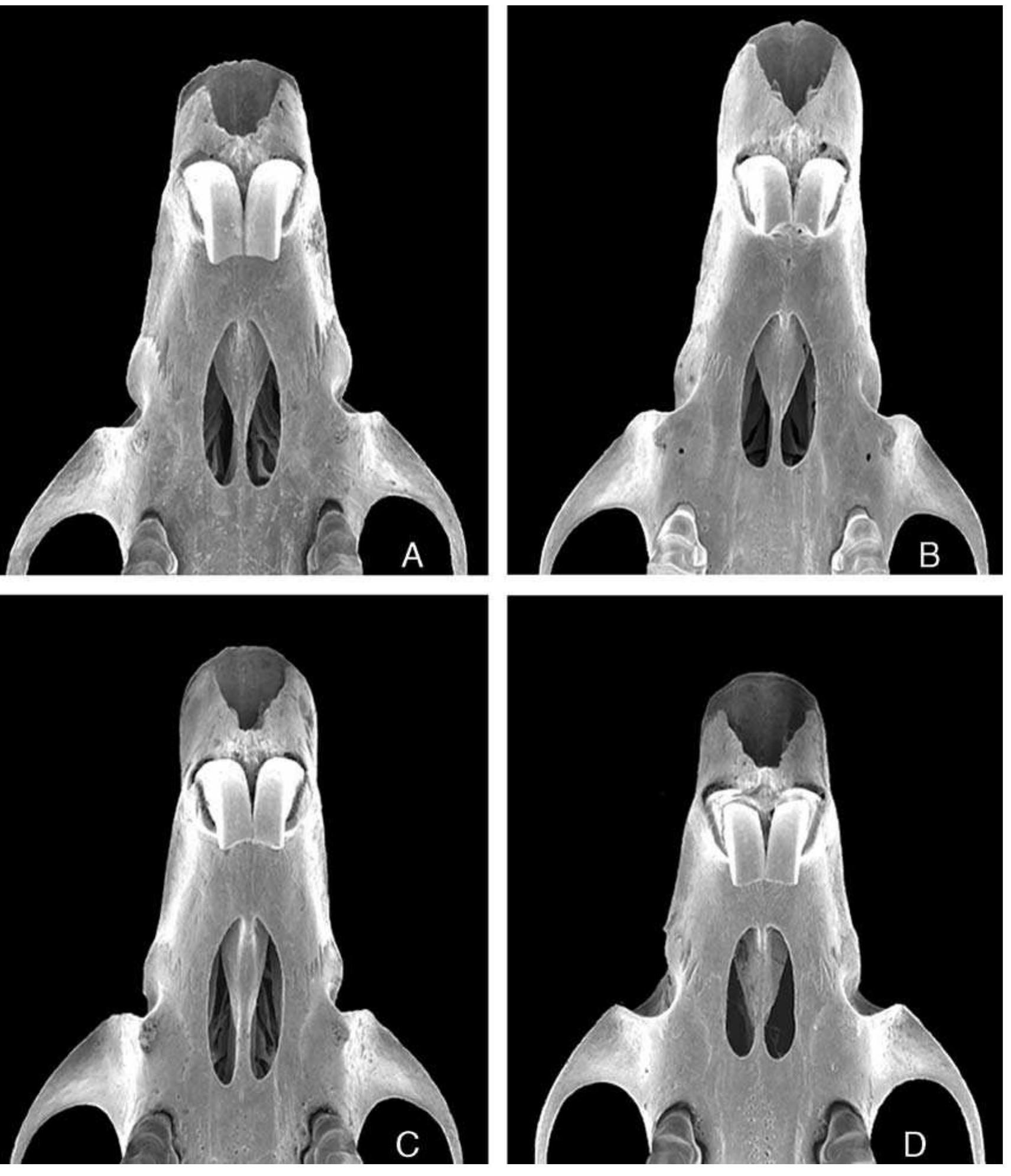 Fic. 5. Scanning electron micrographs of the ventral view of the anterior portion of the skulls of Apomys camiguinensis (A; FMNH 167878, holotype), A. hylocoetes (B; FMNH 148146), A. insignis (C; FMNH 147092), and the undescribed Apomys from Leyte (D; uMMz 160290), all to same scale. 