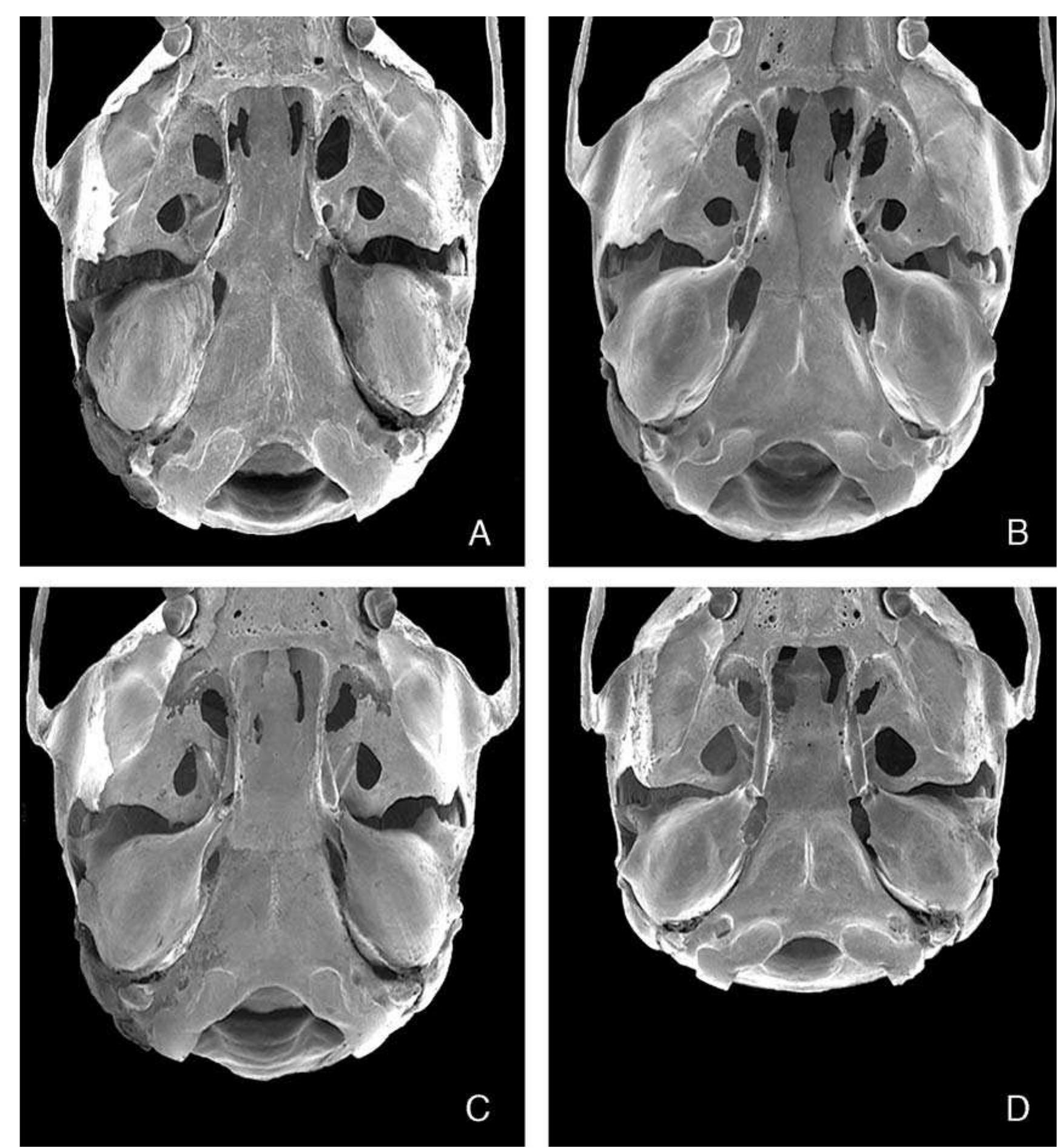 Fic. 6. Scanning electron micrographs of the ventral view of the posterior portion of the skulls of Apomy camiguinensis (A; FMNH 167878, holotype), 4. hylocoetes (B; FMNH 148146), A. insignis (C; FMNH 147092), and th undescribed Apomys from Leyte (D; ummz 160290), all to same scale. 