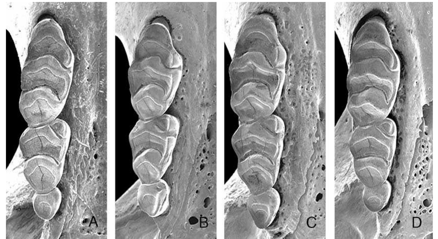 Fic. 7. Scanning electron micrographs of the occlusal surface of the maxillary toothrows of Apomys camiguinensis (A; FMNH 167878, holotype), A. hylocoetes (B; FMNH 148146), A. insignis (C; FMNH 147092), and the undescribed Apomys from Leyte (D; uMMz 160290), all to same scale. 