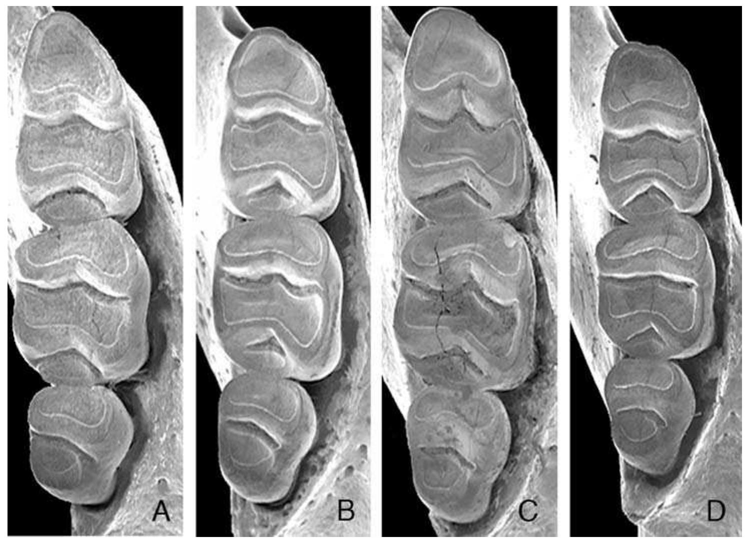 Fic. 8. Scanning electron micrographs of the occlusal surface of the mandibular molariform toothrows of Apomys camiguinensis (A; FMNH 167878, holotype), A. hylocoetes (B; FMNH 148146), A. insignis (C; FMNH 147092), and the undescribed Apomys from Leyte (D; ummz 160290), all to same scale. 