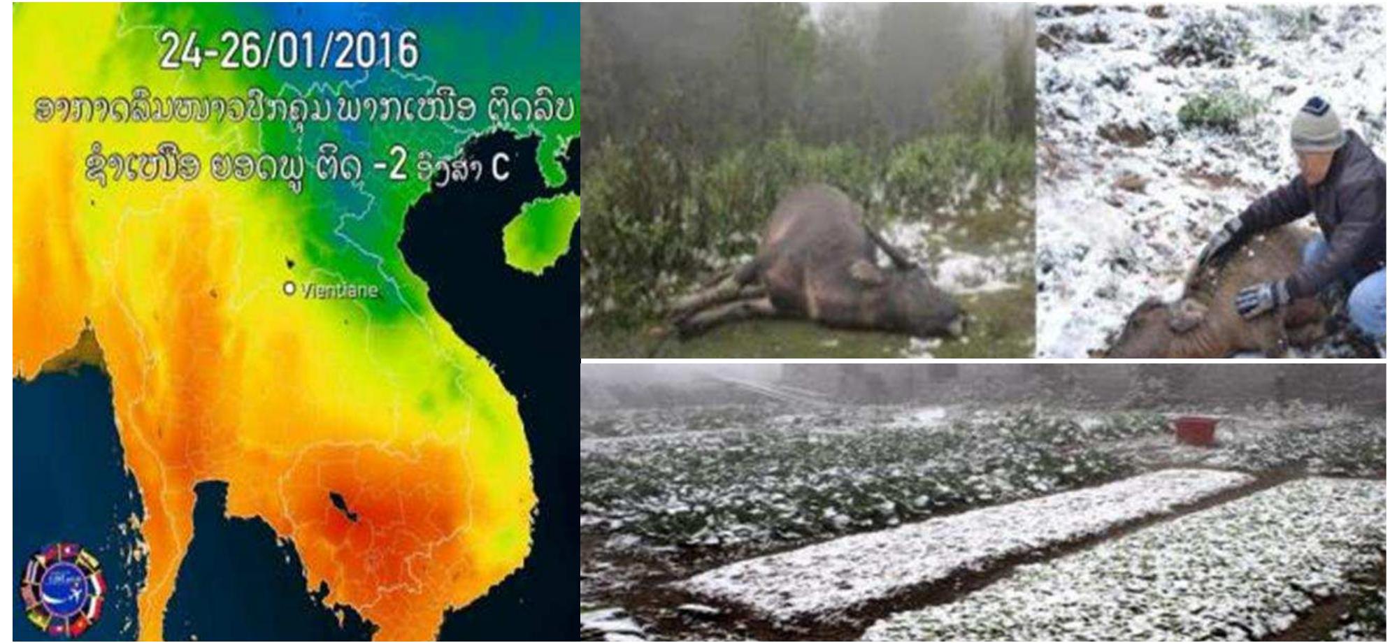New case of disaster, it calls “Cold Weather’ Climate change impact agriculture in Lao PDR on 24-26January2016  Only Sonca typhoon , it was through the Savannakhet province at middle Lao PDR and its statistics of damages were a according to the report from the Ministry of Labor and Welfare that Sonca typhoon was effected damages from fresh flood, land slide, inundation and so on such as 53 districs, 860 villages, 49,000 families, 50dead, damages of infrastructure such as loses houses(149), house damages(19), village office(1), road damages 24 ways\73.4Km\ (30 points), Bank erosion(5 points),agricultural systems, schools damages(12), healthcare office damages(3), temples(7)water supply (3 points), electrical stations\column, hand pump groundwater(20 points), community and so on.  Agriculture Technology Development 