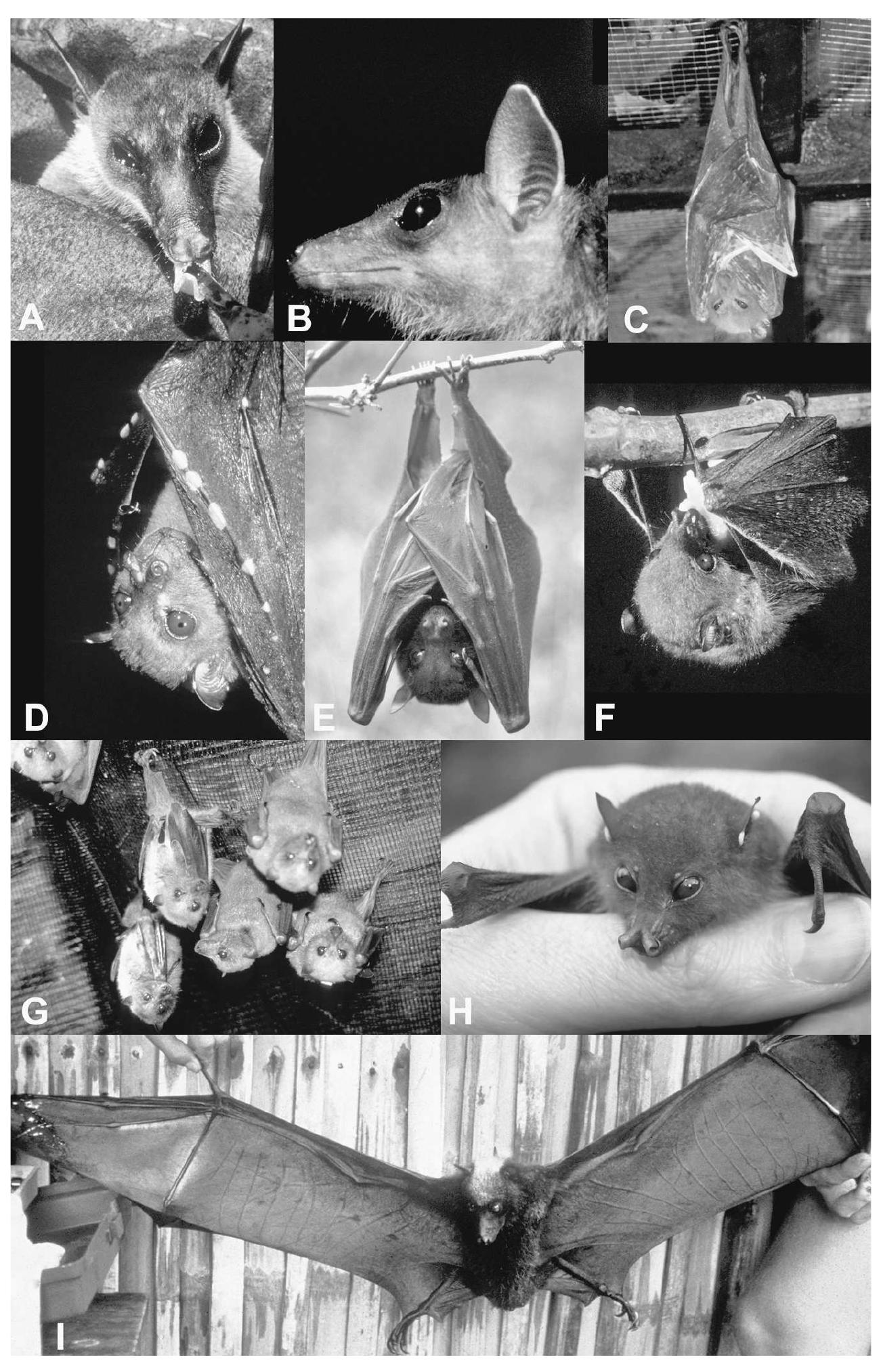 Figure 2.1. Photos of representative Philippine fruit bats. Species are Eonycteris robusta (A); Eon- ycteris spelaea (B); Desmalopex leucopterus (C); Nyctimene rabori (D); Ptenochirus jagori (E); Haplonycteris fischeri (F); Pteropus pumilus (G); Otopteropus cartilagonodus (H); Acerodon jubatus (I). (Photos A, B, D, F, and I by P. D. Heideman; C, E, G, and H by L. R. Heaney.) 