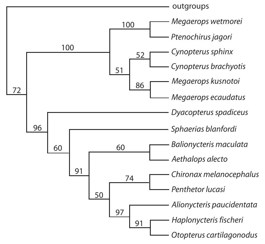 Figure 2.4. Hypothesized phylogeny of the cynopterine fruit bats, based on DNA sequence data from two nuclear and two mitochondrial genes. (From Almeida et al. submitted.) 