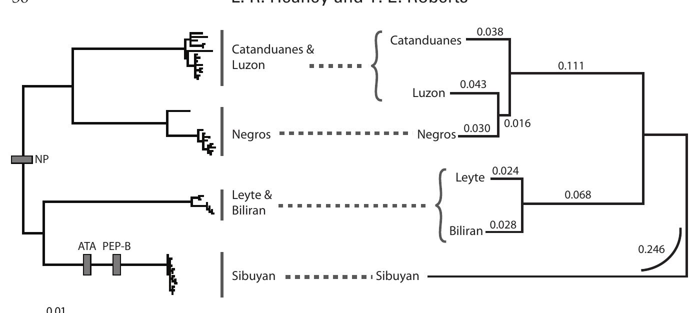 Figure 2.8. Results of phylogenetic analysis using mitochondrial DNA sequence data (left) and  genetic similarity analysis of allozyme data (right) from Haplonycteris fischeri, including only those DNA data from islands where allozyme data are also available. (Data from Roberts 2006b and Hea-  ney et al. 2005, respectively.) Bars on the mtDNA phylogeny indicate the placement of derived, fixed alleles from allozyme data. 
