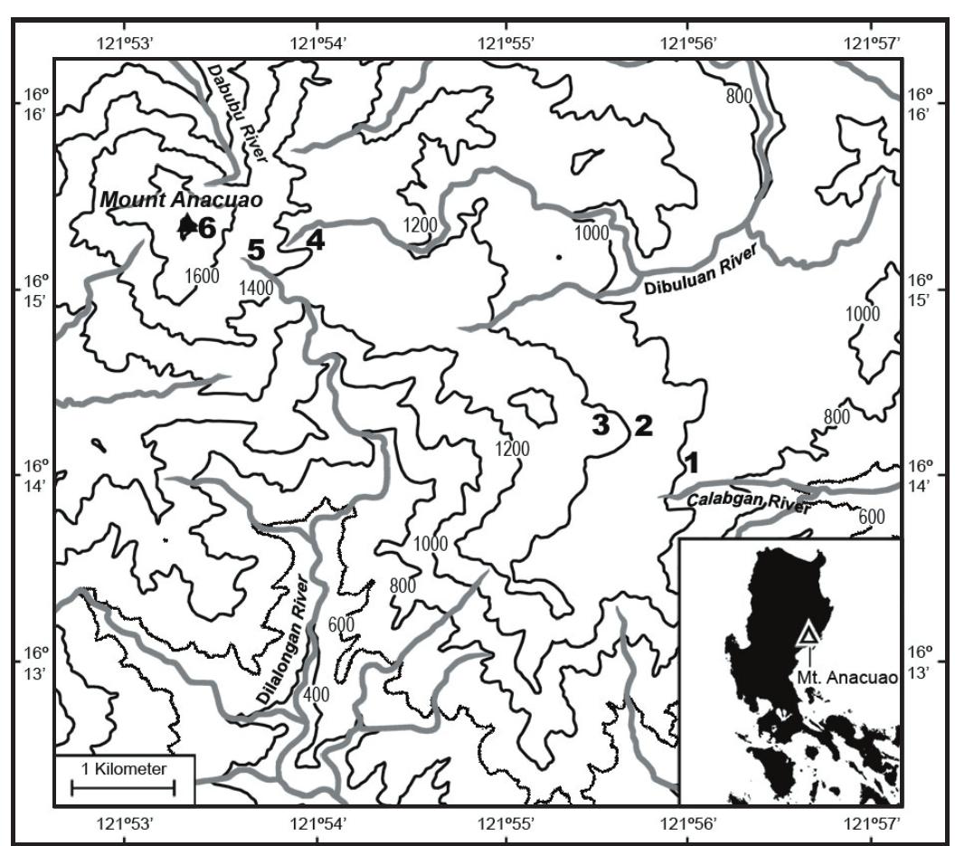 At 1850 m, Mt. Anacuao is the second-highest peak in the Northern Sierra Madre. Previous surveys of mammals in the Northern Sierra Madre have been preliminary (Duya et al., 2007, 2011); this is the first standardized and extensive elevational transect survey in this faunal subregion, where two endemic (Soricomys musseri and Crunomys fallax) and one near-endemic (Apomys sierrae) mammal species have been documented. The first of these (formerly known as   Fig.1, Map of Mt. Anacuao, with inset showing its location on Luzon. Sampling localities on Mt. Anacuao are indicated by solid circles, numbered as in the list of study areas (see Methods). Contour interval = 200 m. Based on topographic maps from National Mapping & Resource Information Authority, Department of Environment and Natural Resources, 1:50,000 series. 