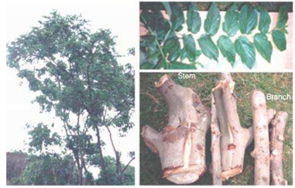 Figure-1: Photograph of T. orientalis stem, brunch, leaves and tree  Eucalyptus amplifolia produced 12.8 m height and 17 cm DBH in 53 months (Rockwood, et al., 1995). It was observed in our earlier study that T. orientalis is one of the fastest growing trees (Jahan and Mun, 2003). The local name of T. orientalis in Bangladesh is Nalita. The fastest growth of T. orientalis occurs in warm and moist areas with consistent temperatures. T. orientalis is widely distributed through a range of altitudes in higher rainfall areas. It prefers sites on well-drained and exposed soils. T. orientalis is also a nitrogen-fixing tree. The average height and DBH of T. orientalis was 11.6 m and 21.3 cm at the age of 24 months (Jahan and Mun, 2003.) This species grows naturally in all parts of Bangladesh. Figure-1 shows the tree, brunch, stem and leaves of T: orientalis grown in Dhaka region. The picture of stem of three year old T. orientalis, indicated that T. orientalis is extremely fast growing (Figure-2). Therefore, it may be a suitable source of fiber supply for papermaking in near future (Jahan and 