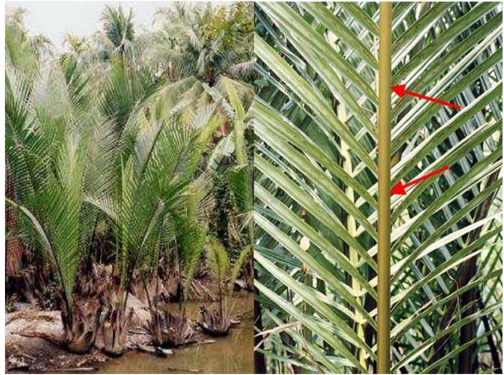 Fig. 1. Photograph of golpata plant and fronds (arrow portion used for pulping).  2.4. Pulping  For anatomical properties, golpata frond chips of about 1 cm was autoclaved followed by immediate stor- 