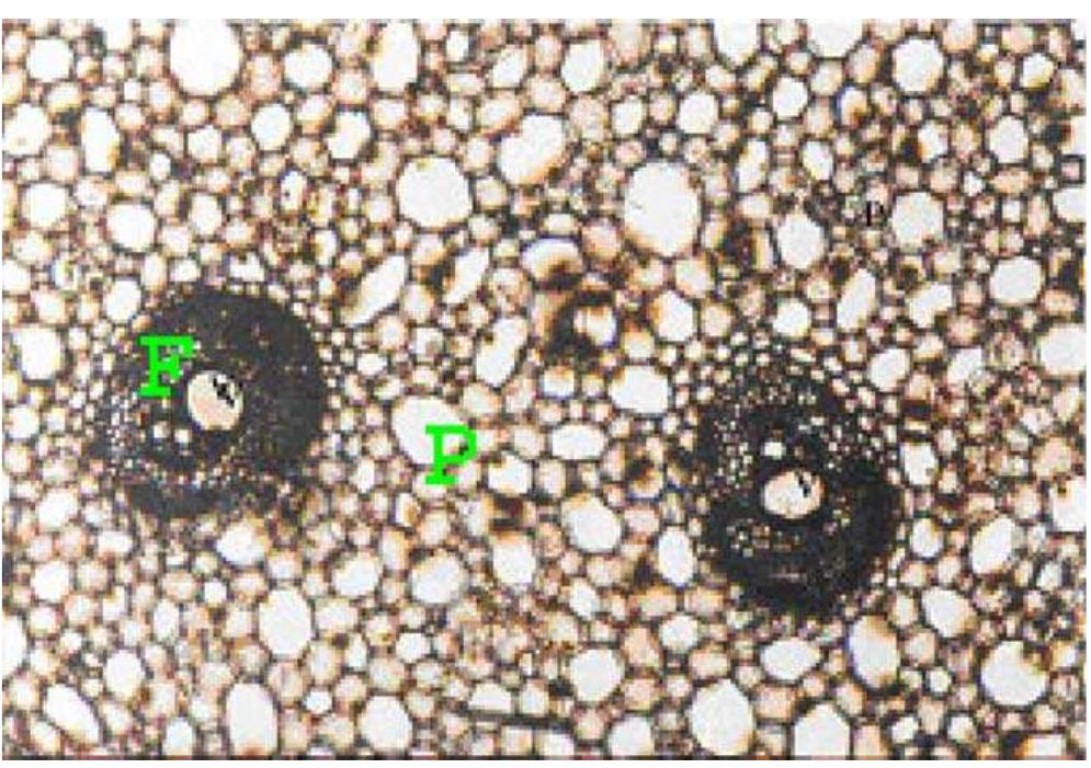 Fig. 2. Transverse section of the internode of golpata fronds (10 x 10) vascular bundles (F), parenchyma (P).  * Extractive (alcohol-benzene), DCM—dichloromethane. 