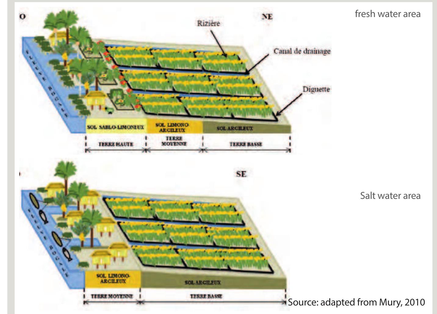 Transect diagrams of delta villages in fresh water and salt
