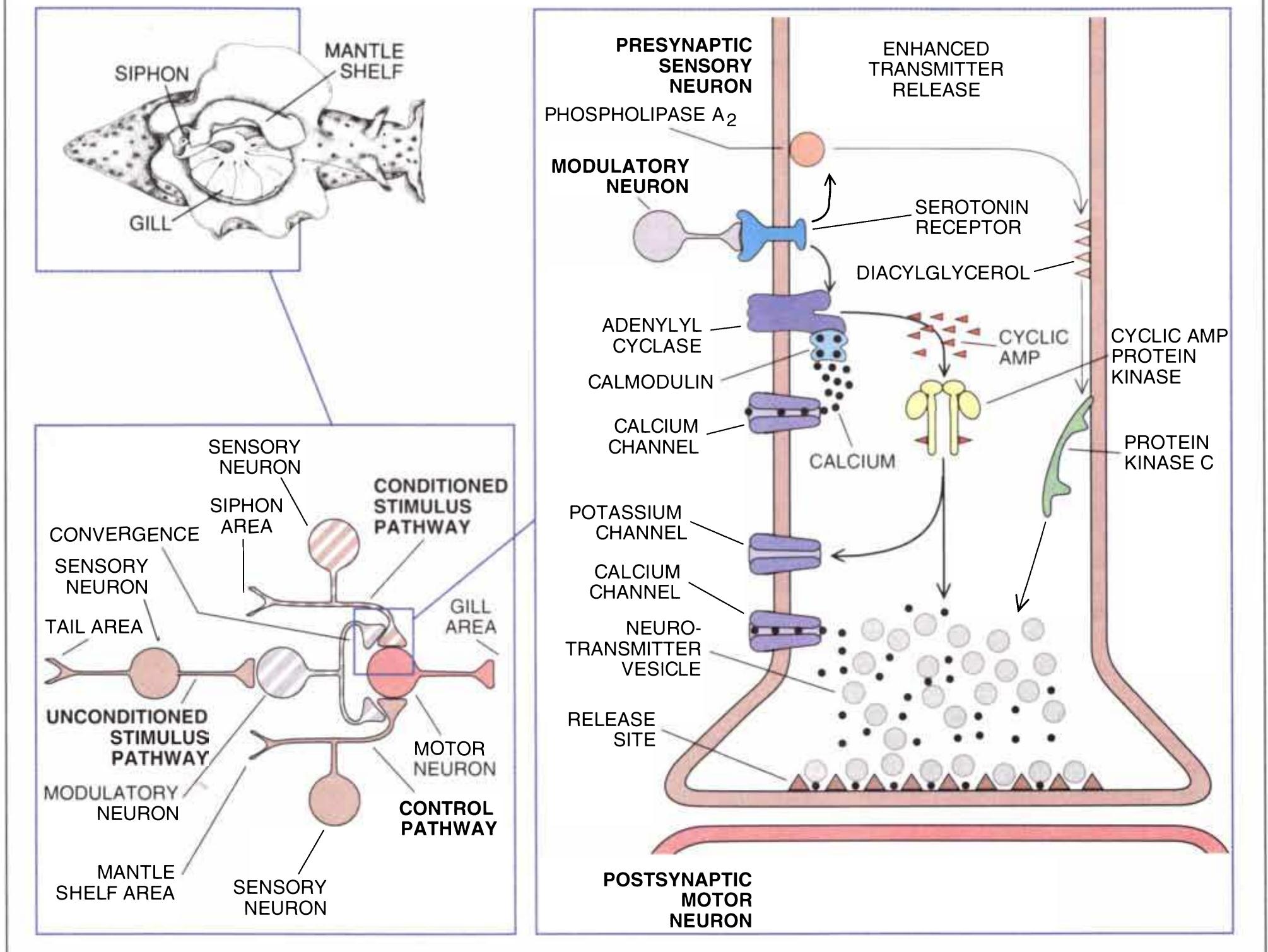 Figure 69 - from Scientific American. Mind and Brain.