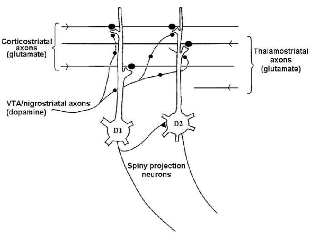 Figure 1 - from Synaptic plasticity in the basal ganglia