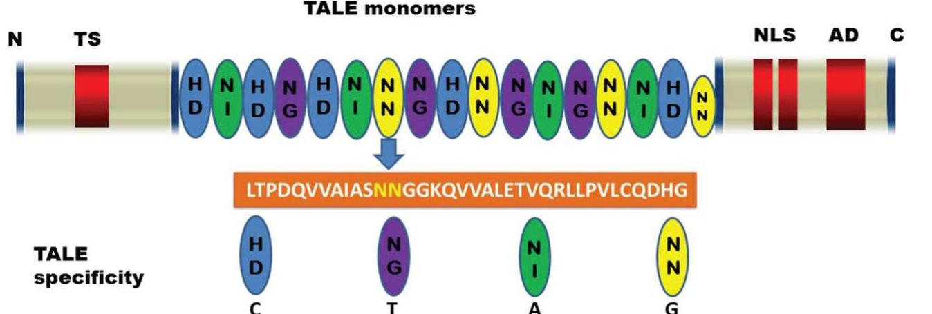 Talen Genetics (PDF) Use of TALEs and TALEN Technology for Genetic Improvement of Plants