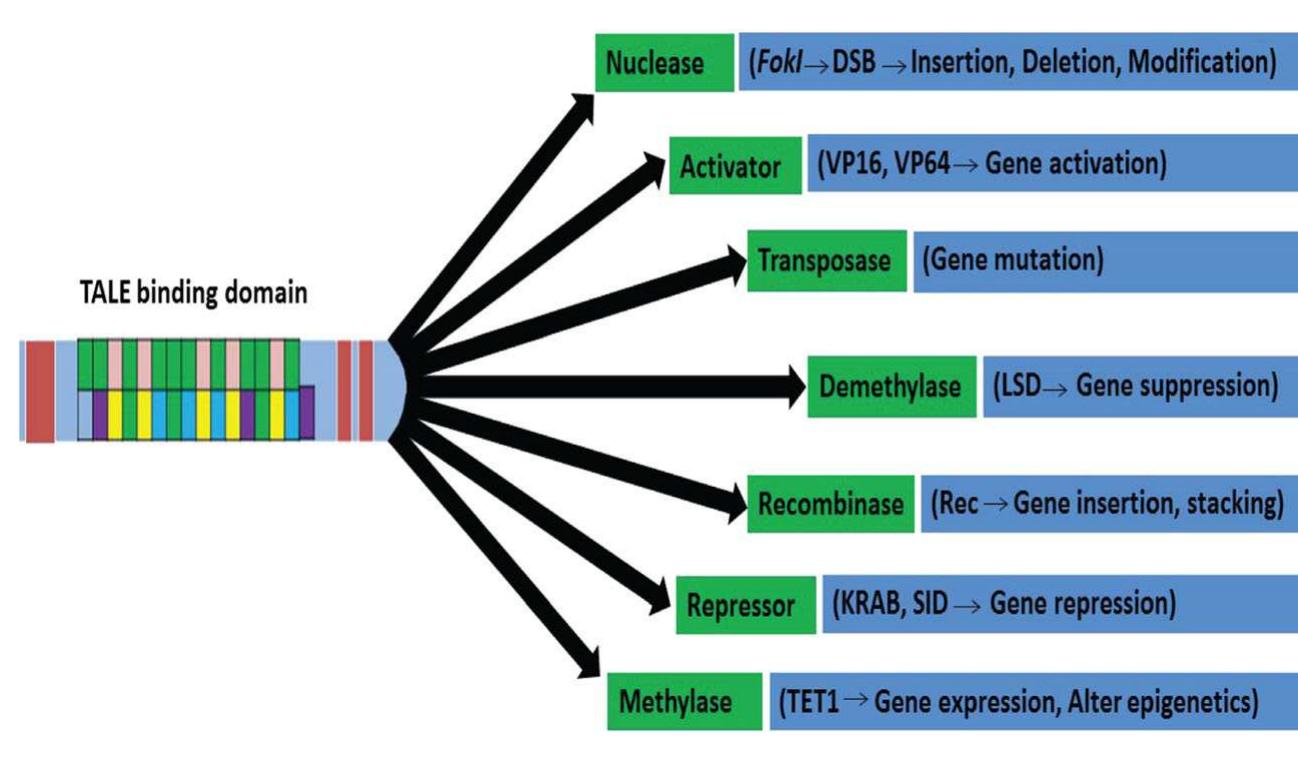 Talen Genetics (PDF) Use of TALEs and TALEN Technology for Genetic Improvement of Plants