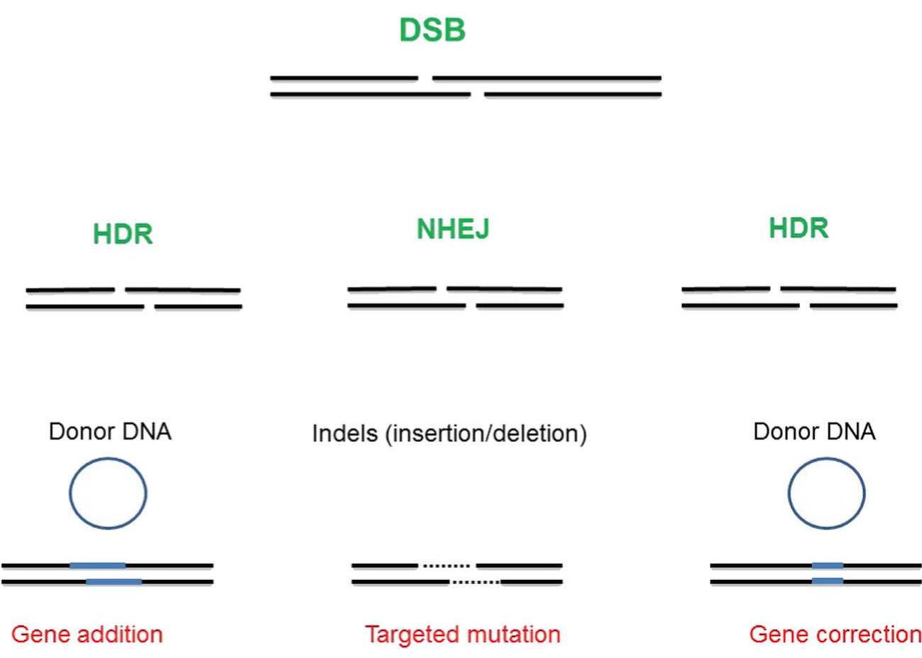 Talen Genetics (PDF) Use of TALEs and TALEN Technology for Genetic Improvement of Plants