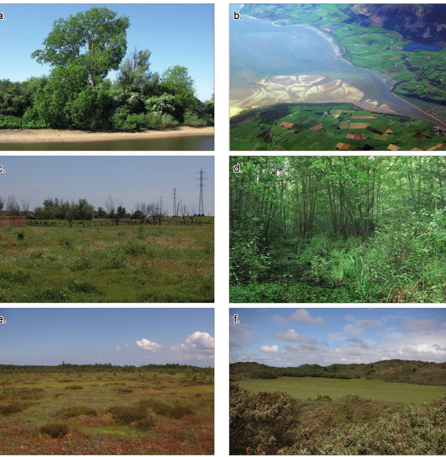 Figure 2.5 a: Natural levee covered with alluvial forest (Doesburg, the Netherlands), b: Estuary with sand banks and flanked by salt marshes (river Nith, Scotland, UK; photo: Scottish Environment Protection Agency), c: Productive grasslands in flood basin (Tulcea, Romania; photo H. Weerts), d: Fen woodland (Barneveld, the Netherlands), e: Peat bog (Kemeru National Park, Letvia; photo H. Weerts), f: Dune valley in between dune ridges (Burg Haamstede, the Netherlands; photo H. Weerts). 