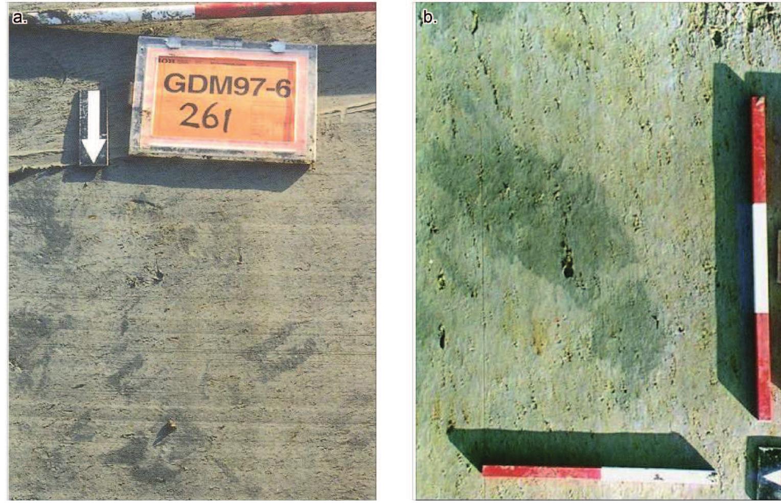 Figure 3.6 a. Hoof imprints in the top of the channel fill at the archaeological site ‘Lienden- Woonwagenpark, b. Human footprint in flood basin at the archaeological site ‘Rumpt -De Bogen. 