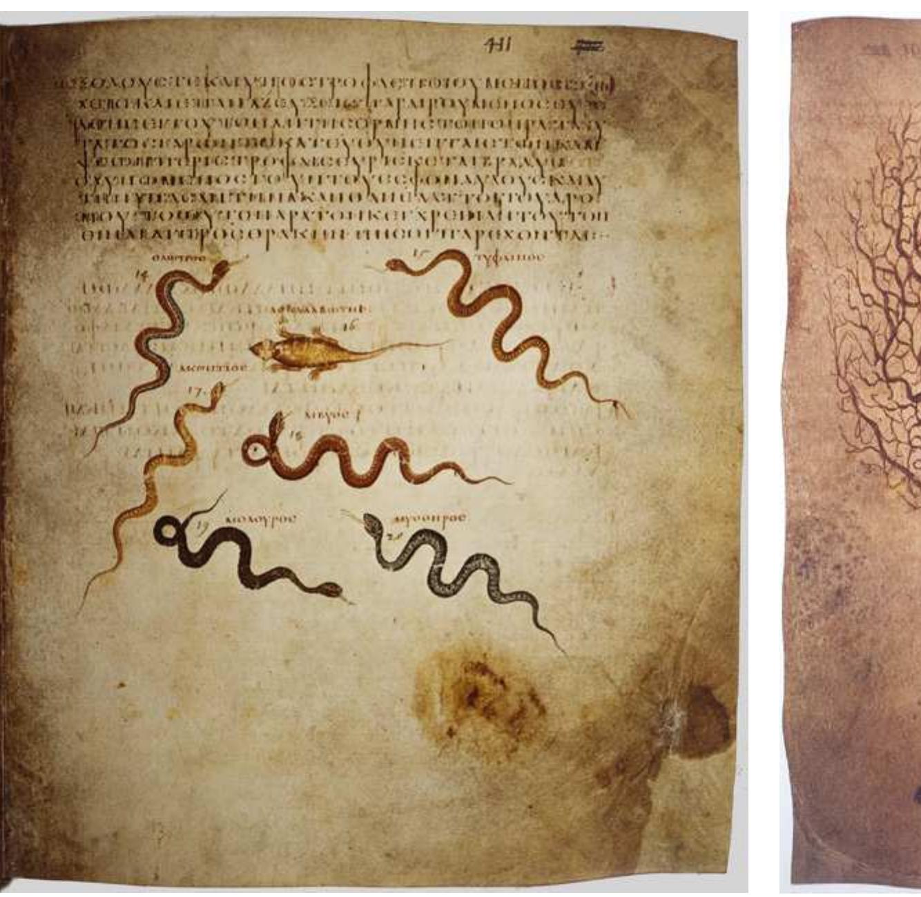 URE 30 Vienna, Osterreichische Nationalbibliothek, Vind. med. gl fol. 4nr. PHOTO: OSTERREICHISCHE NATIONALBIBLIOTHEK, VIENNA, BY PERMISSION. 