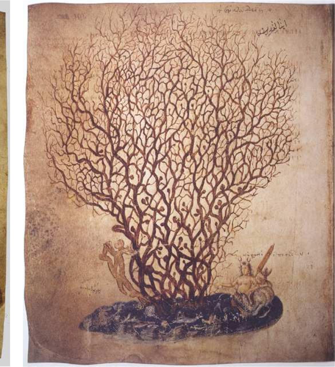 IGURE 31 Vienna, Osterreichische Nationalbibliothek, Vind. med. grt, fol. 391. PHOTO: OSTERREICHISCHE NATIONALBIBLIOTHEK, VIENNA, BY PERMISSION. 