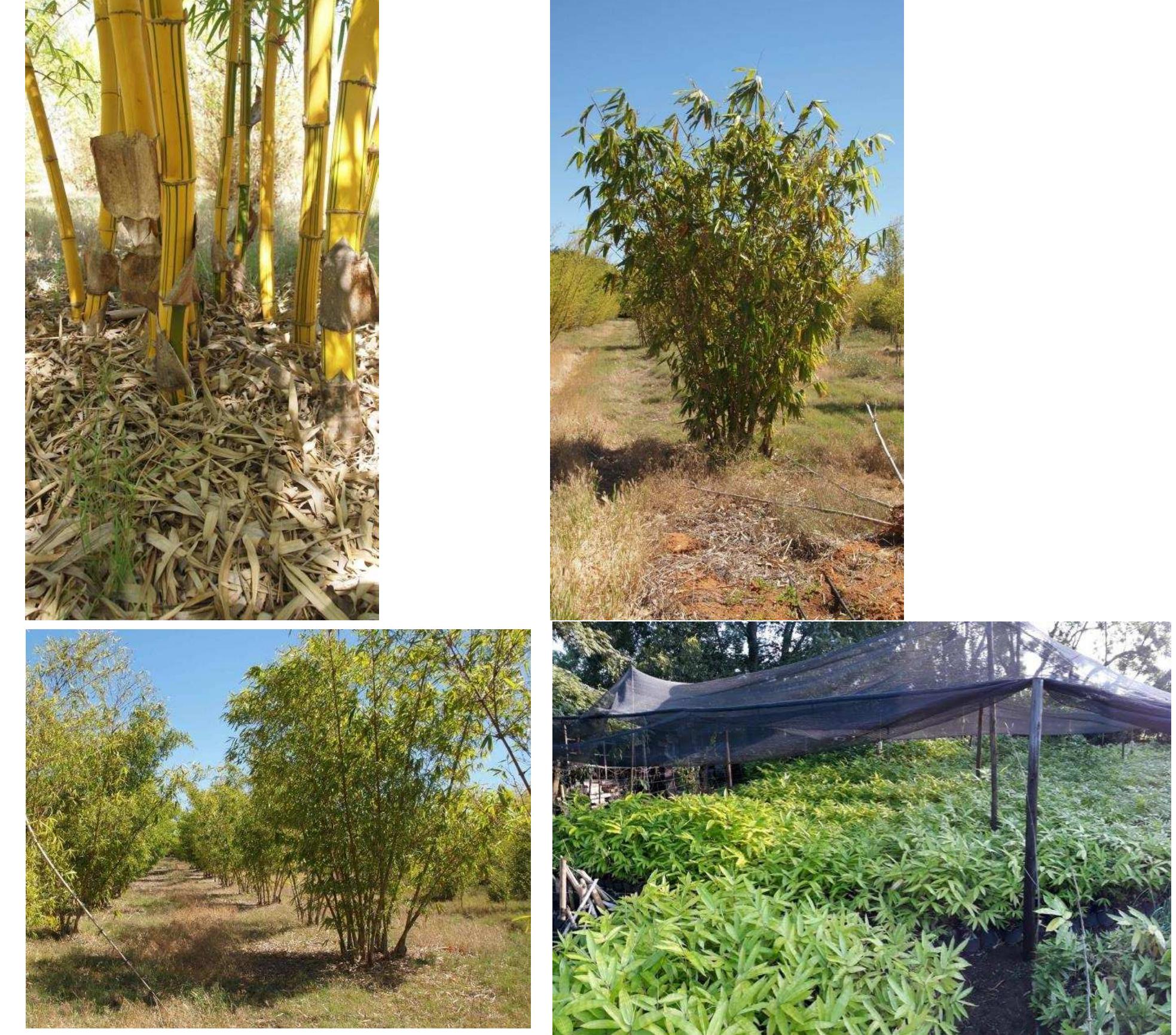 failed extensively in South Africa was ignorance. People did not know how much 