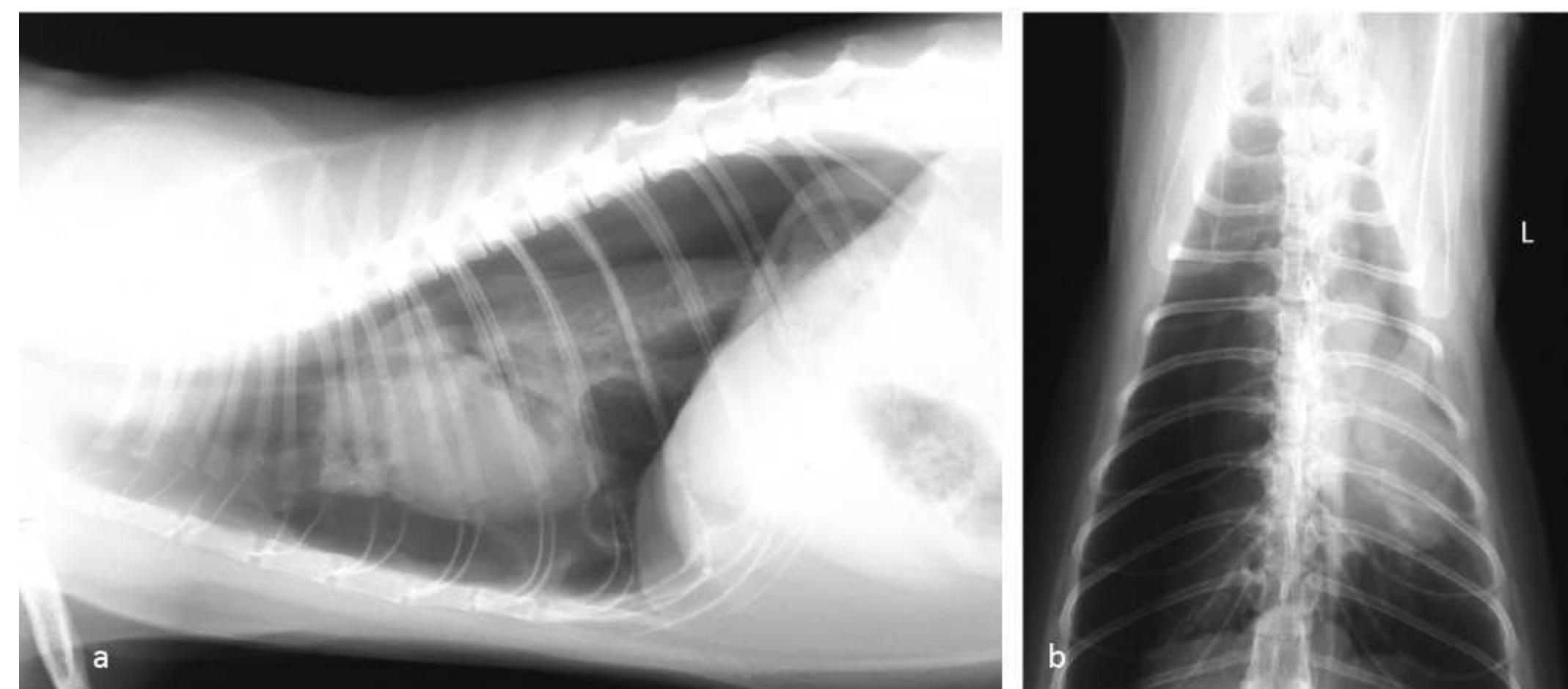 Figure 1 - from Spontaneous pneumothorax in cats: two case