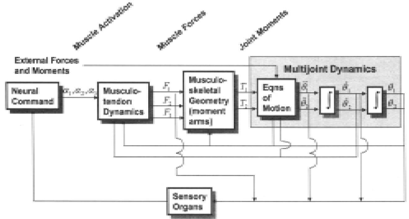 Dynamic Approach Angle Details.pdf (PDF) BIOMECHANICS OF HUMAN MOVEMENT