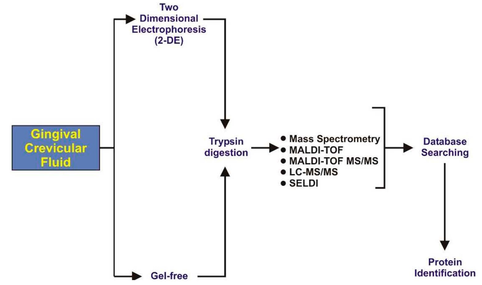 Illustration representing the steps of gingival crevicular