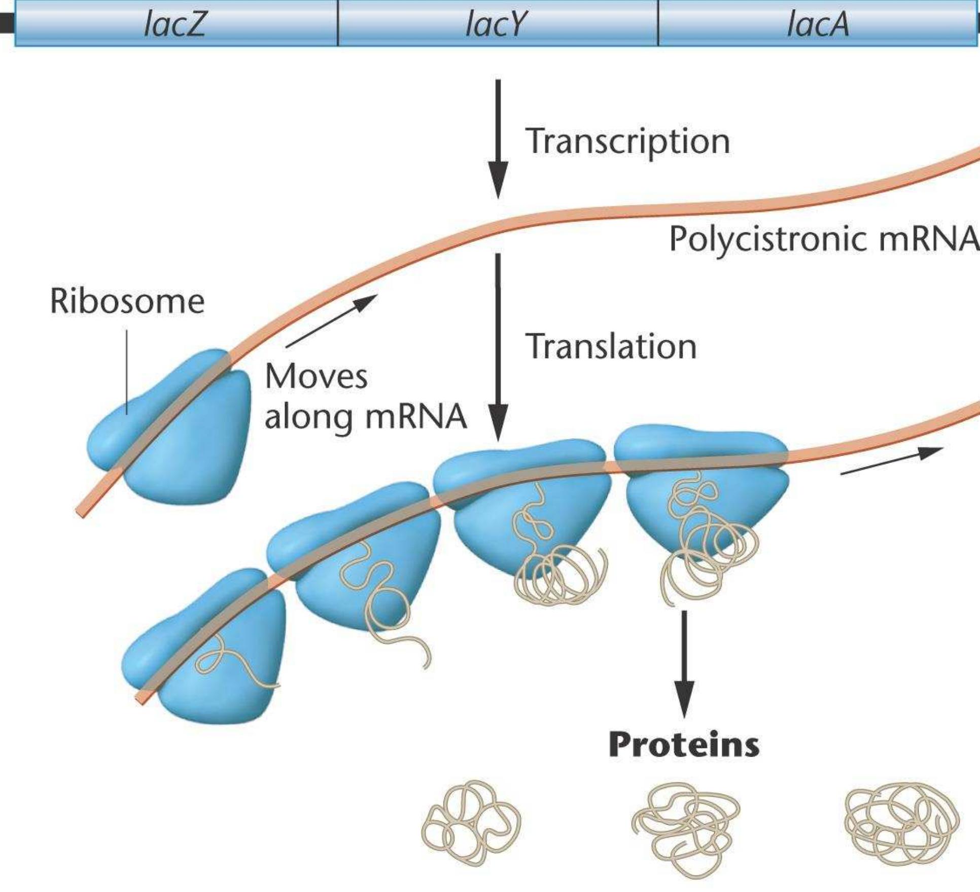 Figure 2 Regulation Of Gene Expression In Prokaryotes