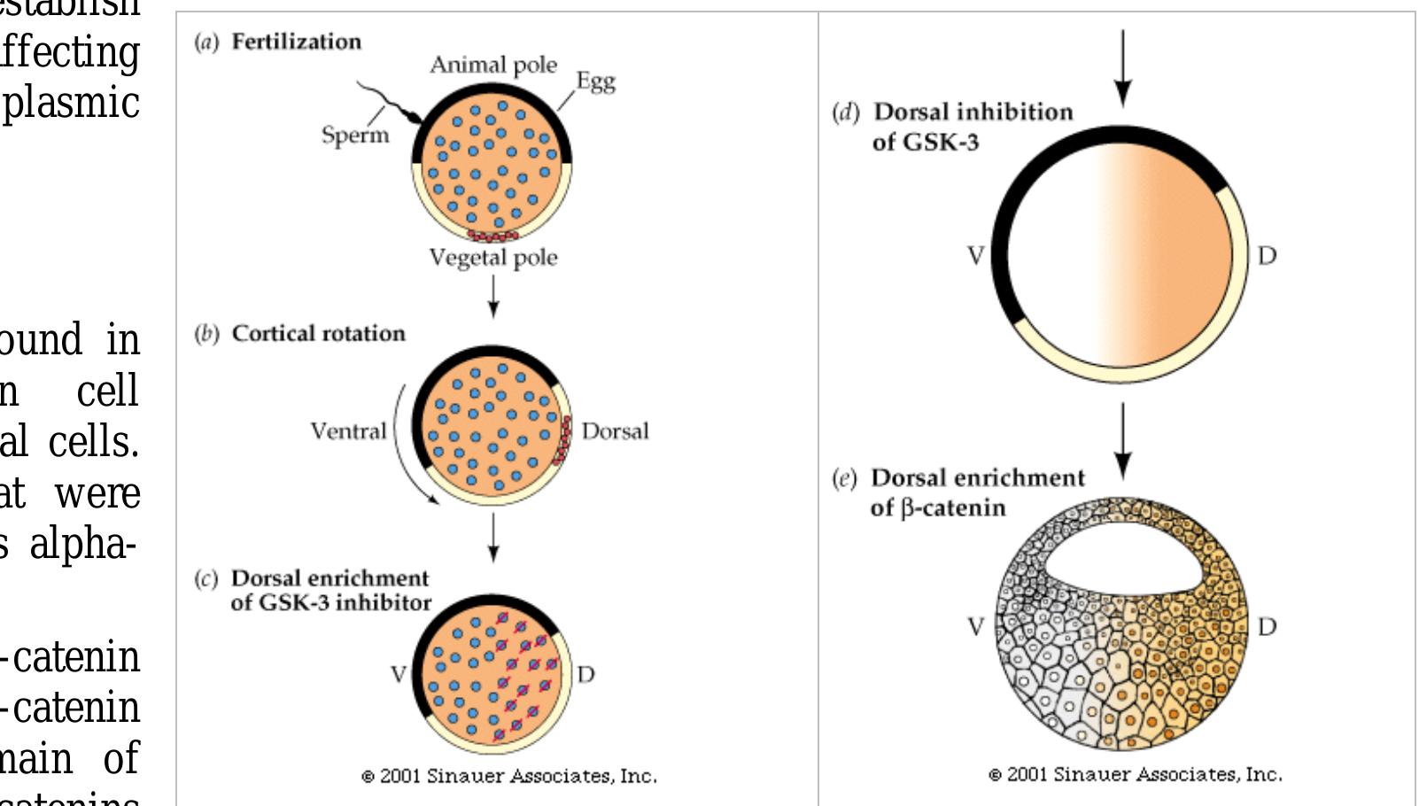 (PDF) Fertilization and its Biochemical Process