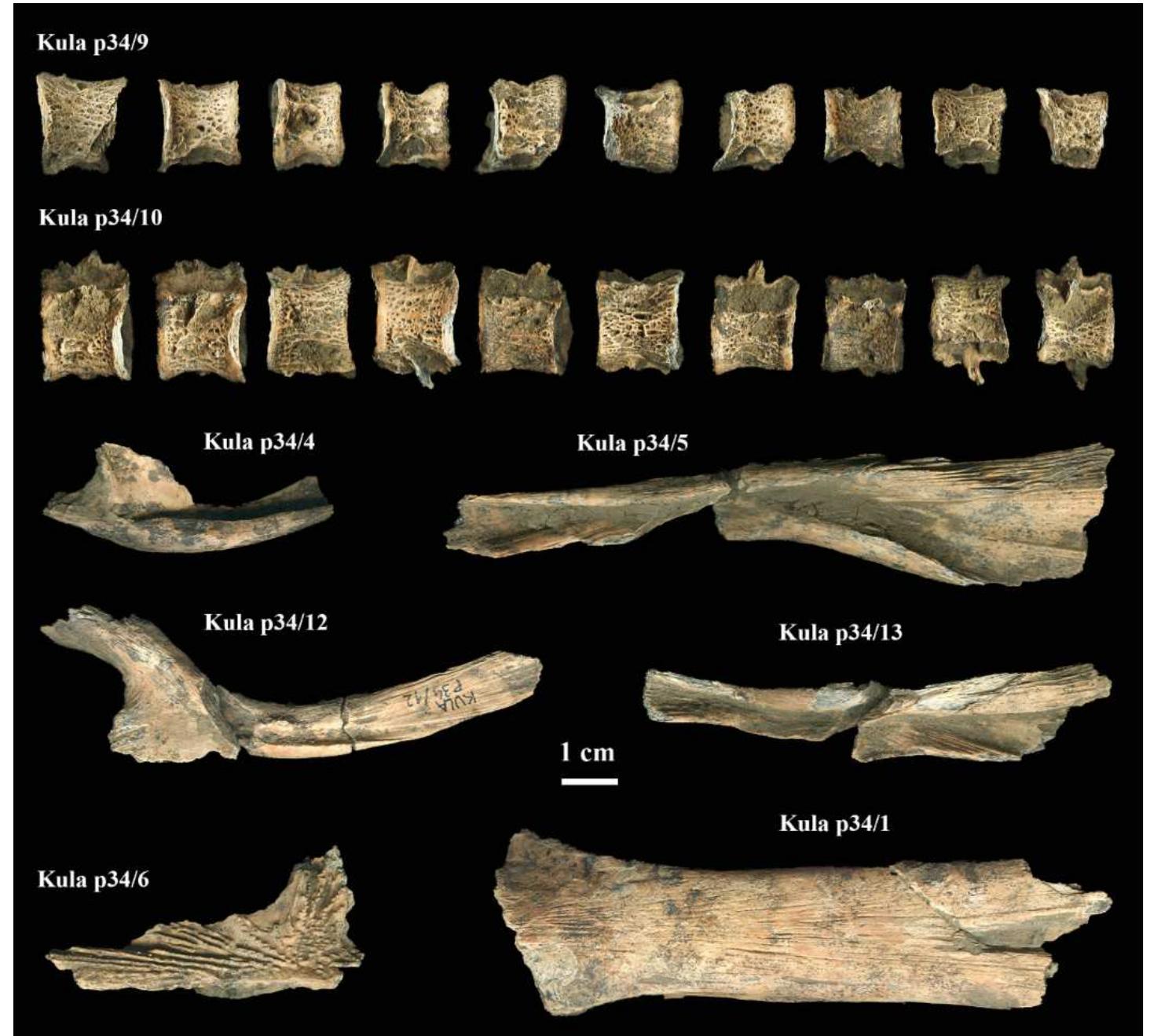 Figure 3. Fish remains from Kula: huchen (Hucho hucho) abdominal and caudal vertebra (Kula p34/9 and p34/10), beluga (Huso huso) maxillare (Kula p34/4 and p34/12) and dentale bones (Kula p34/5 and p34/13), Russian sturgeon (Acipenser gueldenstaedtii) jugale (Kula p34/6) and Wels catfish (Silurus glanis) parasphenoideum (Kula p34/1). 