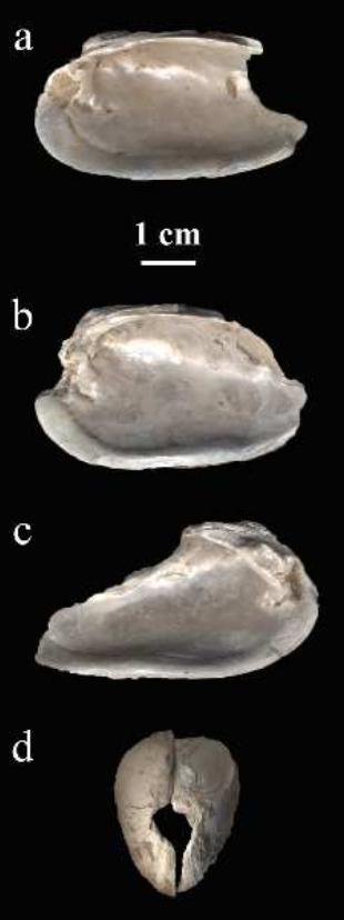 Figure 4. Unio sp. shells from Kula: a) right valve with anterior part intact; b-d) right and left valve of the same individual with anterior part damaged, probably as a result of opening.  Figure 4. Unio sp. shells from Kula: a) right 