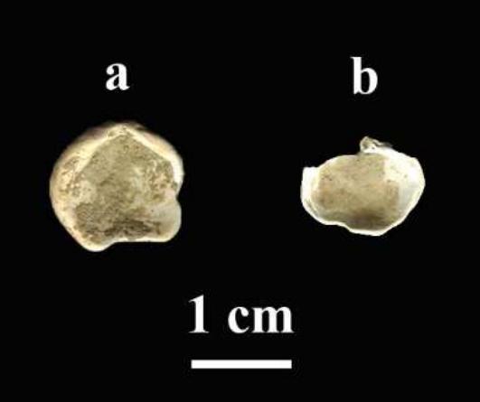 Figure 5. Marine bivalves (Veneroidea indet.) from Kula (Kula 44 and Kula 68). 