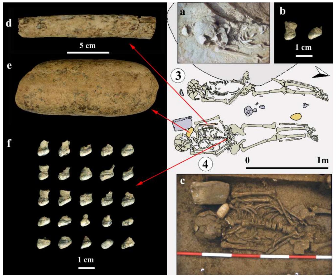 Figure 6. Burials 3 and 4 with associated grave goods and personal ornaments (digitalised by J. Pendi¢ after field sketches). a) detail of Burial 3 (photo from the field documentation of M. Sladié); b) vyrezub (Rutilus frisii) pharyngeal teeth (Kula pog/1) from Burial 3 (unspecified location); c) detail of Burial 4 (photo from the field documentation of M. Sladi¢); d) antler tool (chisel?) (Kula 10/1) from Burial 4, placed beside the left arm of the deceased; e) boulder from Burial 4, placed on the left shoulder of the deceased; f) vyrezub perforated and fragmented pharyngeal teeth (Kula p1o/1), mainly found in the pelvic region of Burial 4.  