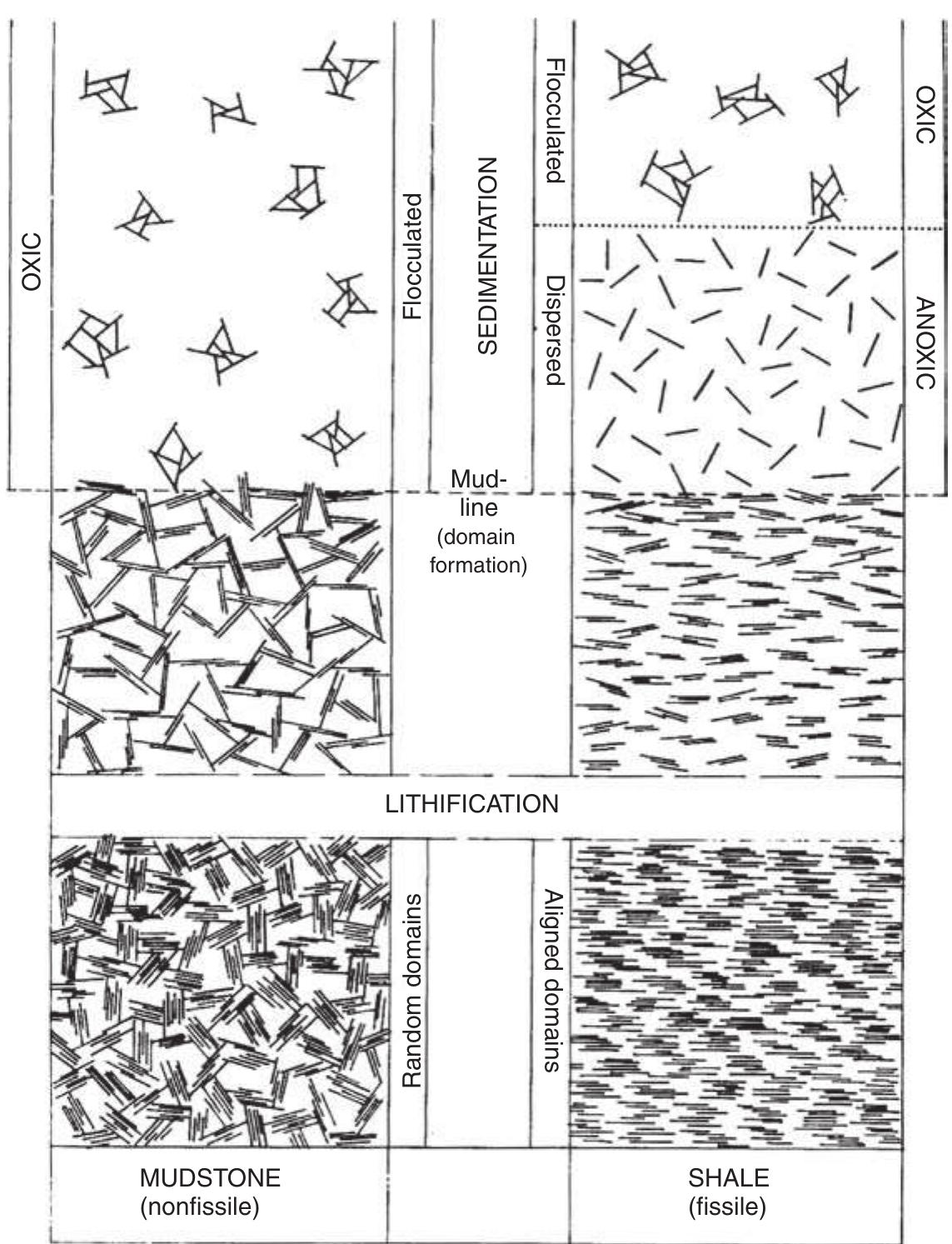 5 schematic representation of major microstructural changes