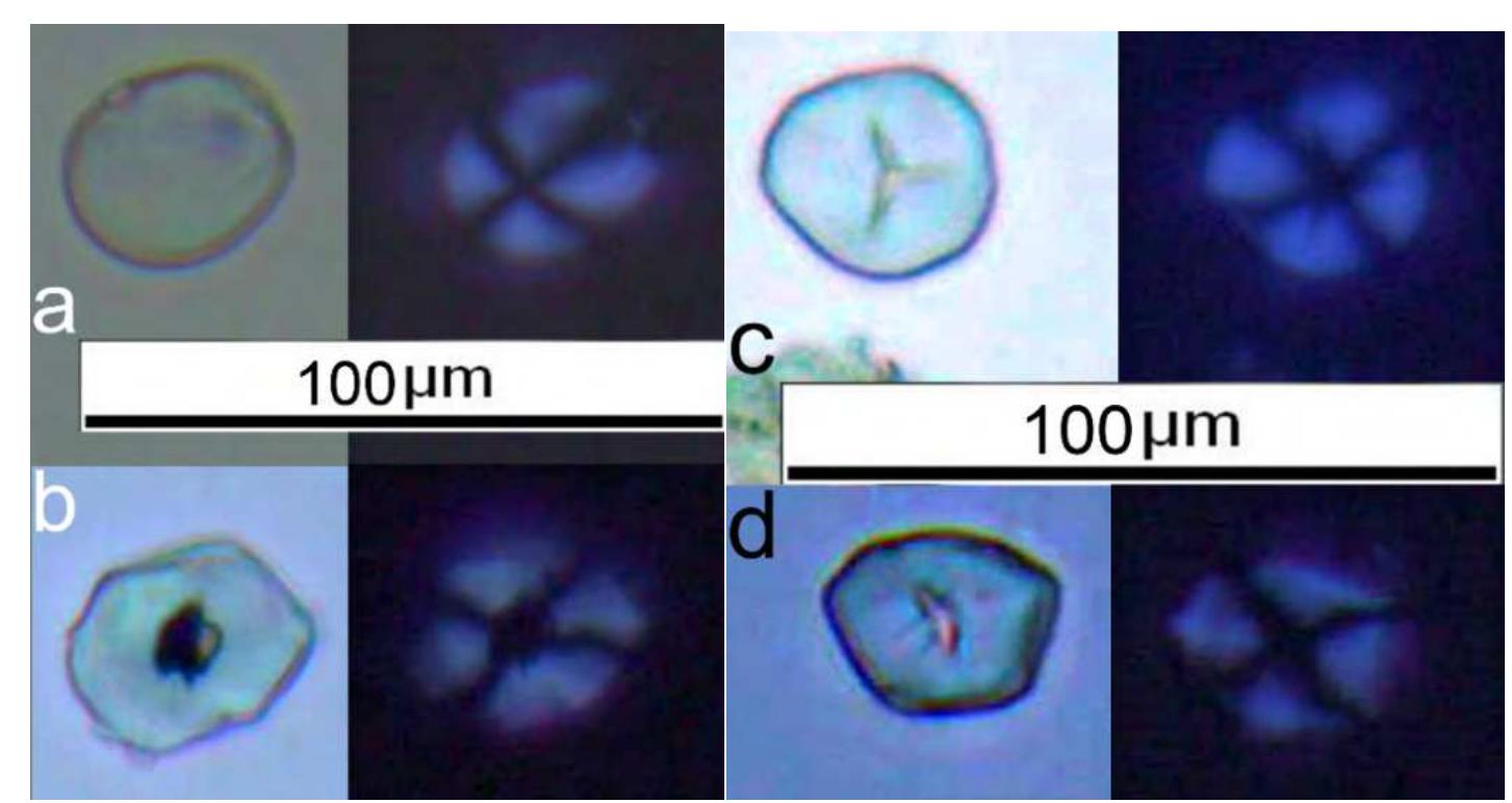 Figure 1. Some of the starch grains retrieved from the dental calculus of individuals dated to the Neolithic from the sites of Ajmana and Lepenski Vir (views under bright field and cross-polarised light): a) Ajmana, grave 13; b) Ajmana, grave 9; c) Lepenski Vir, grave 57(1); d) Lepenski Vir, grave 7/I. 