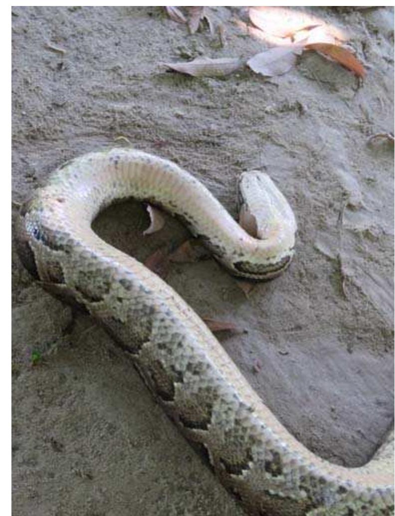 (PDF) Burmese Python Nepal