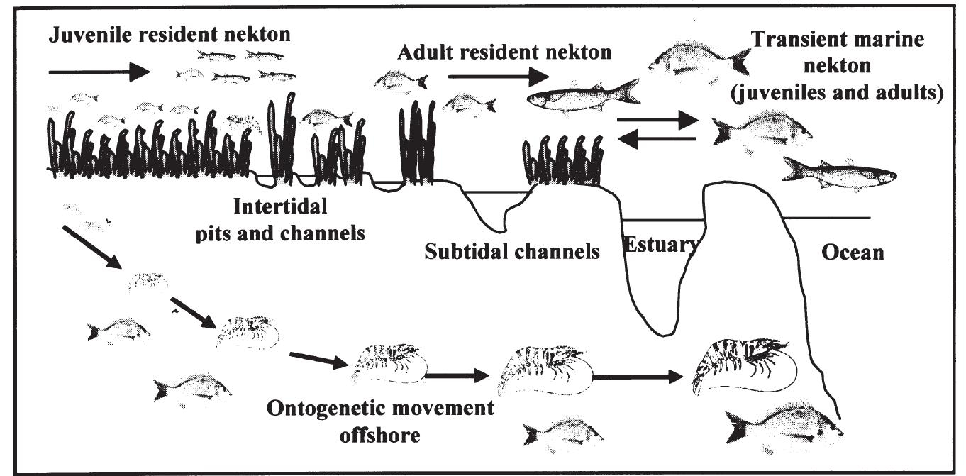 (PDF) Movements of marine fish and decapod crustaceans: Process, theory ...