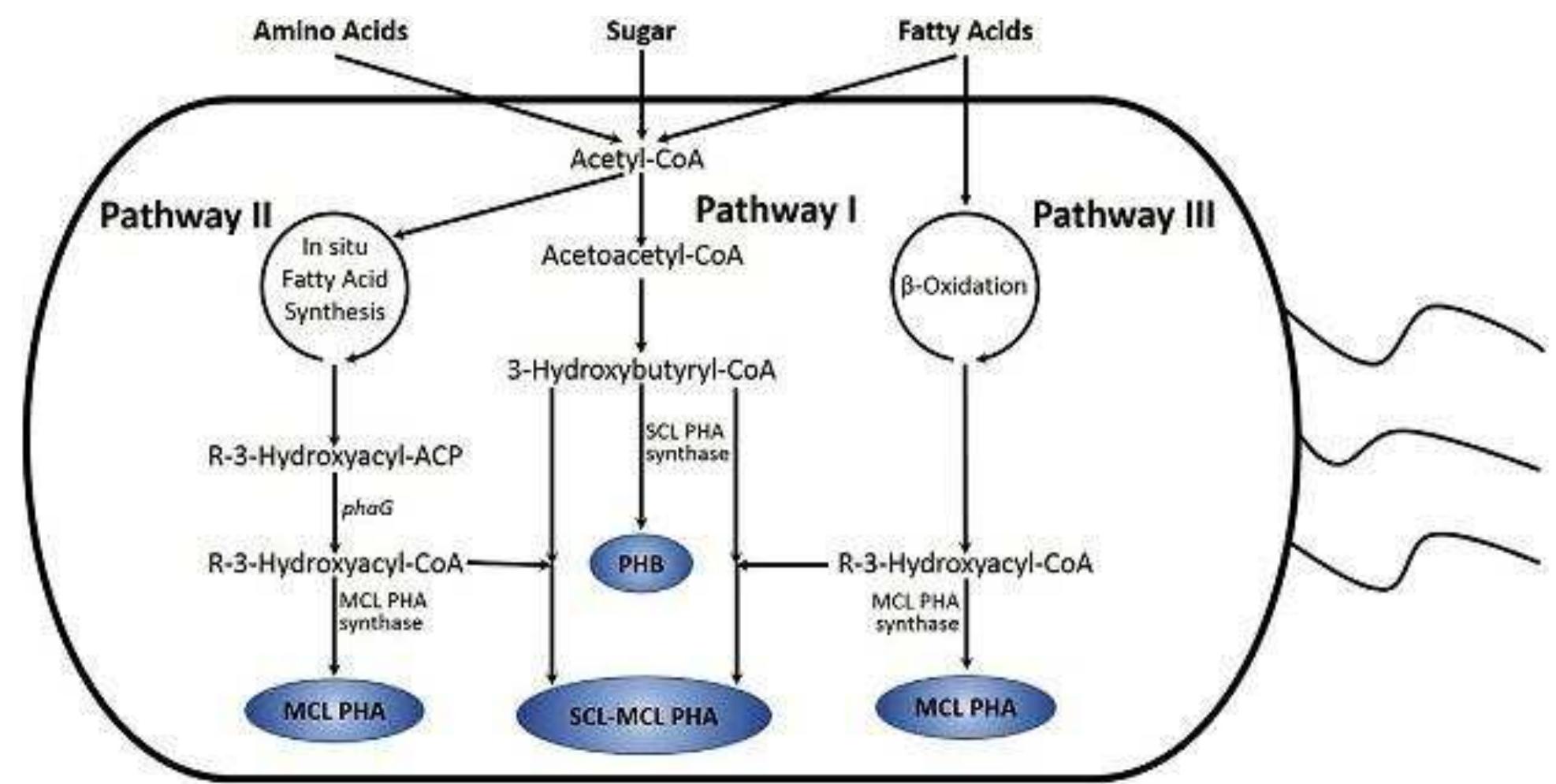 (PDF) Production of Polyhydroxyalkanoates (PHAs) using Synthetic ...