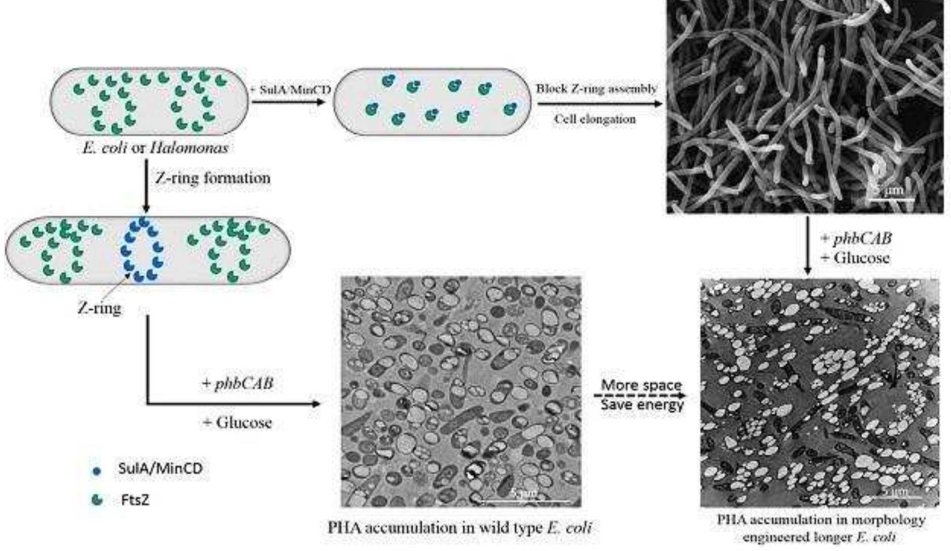 (PDF) Production of Polyhydroxyalkanoates (PHAs) using Synthetic ...