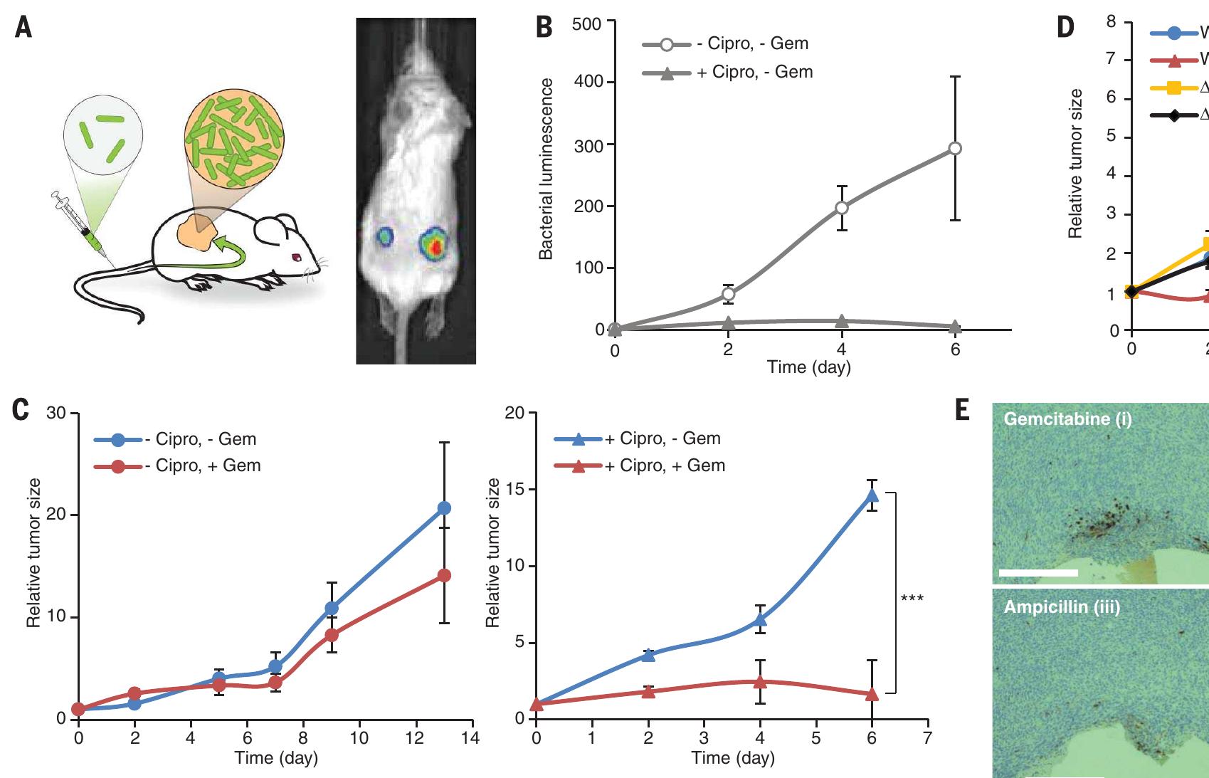 (PDF) Potential role of intratumor bacteria in mediating tumor ...