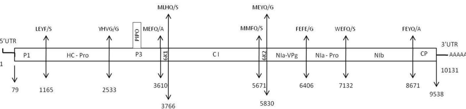 Schematic representation of the genomic organization of lysv