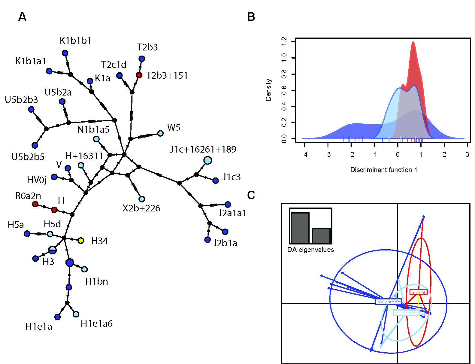 Fig 2. Median-Joining network and DAPC analysis. A) Median-Joining network of all ancient mitogenomes. Dark blue circles are pre-Phoenician samples from Sardinia [15], light blue circles are Phoenician samples from Sardinia and red circles are Phoenician samples from Lebanon and the orange circle represents the pre-Phoenician sample from Lebanon. The number of mutations separating sequences are shown as dashes on the branches B) DAPC analysis retaining 4 PCs and 1 DA eigenvalues; and C) DAPC analysis retaining 4 PCs and 2 DA eigenvalues. Colours are the same as in 1A. 